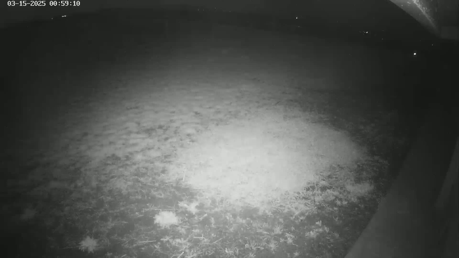 A nighttime, low-light image shows a ground covered in dry grass and small debris.