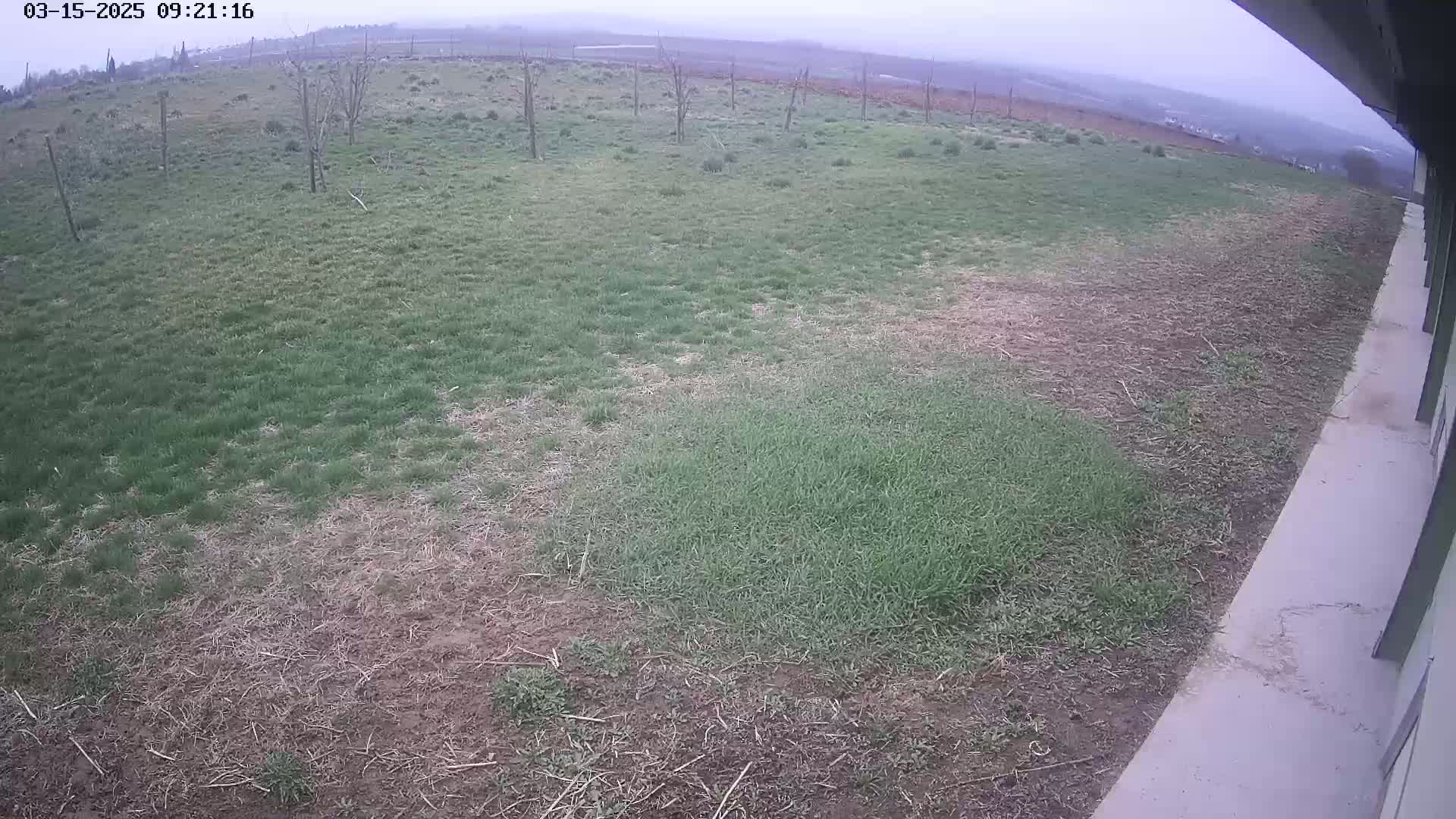 A wide, grassy field with patches of bare ground and a few scattered trees is visible under an overcast sky, next to a concrete walkway and building.