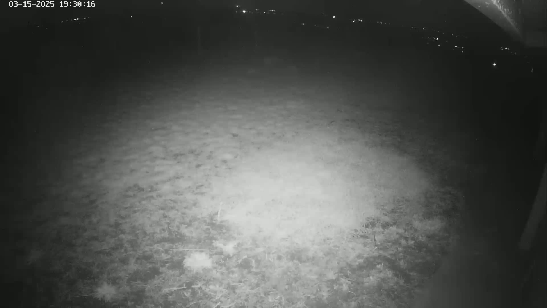 A nighttime low-light image shows a ground covered in low vegetation under a dark sky with distant lights.