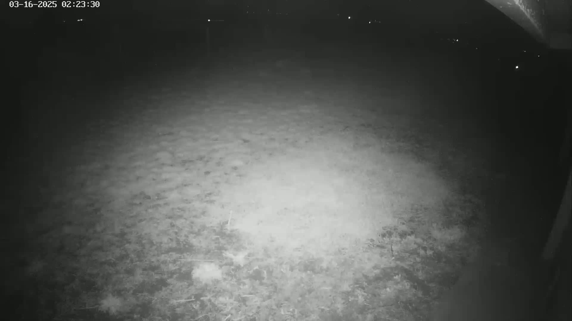 A nighttime, low-light image shows a mostly flat expanse of ground covered in low vegetation.