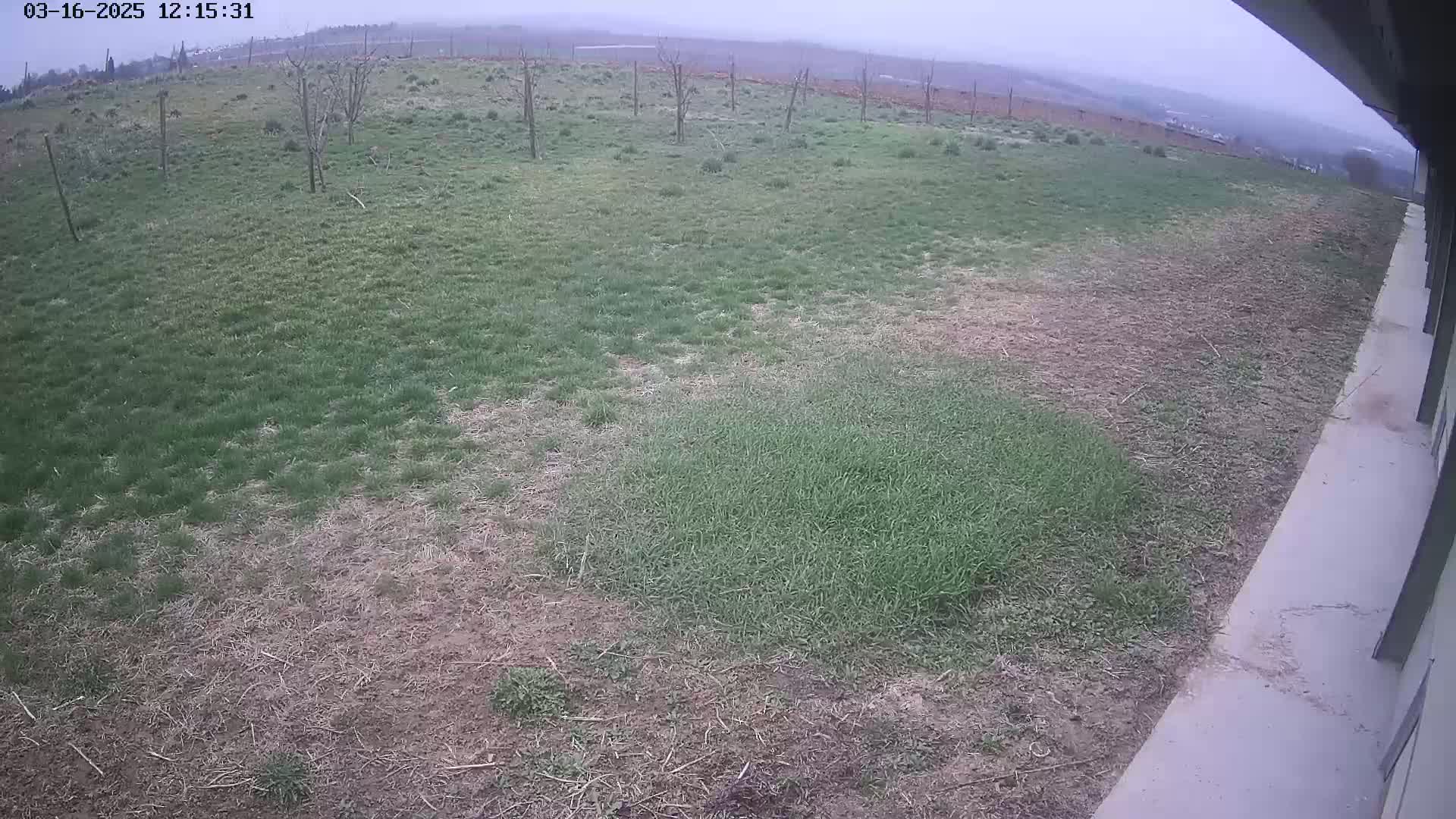 A mostly overcast view shows patches of green grass interspersed with patches of brown, dry grass and dirt, next to a concrete surface, under a gray sky.