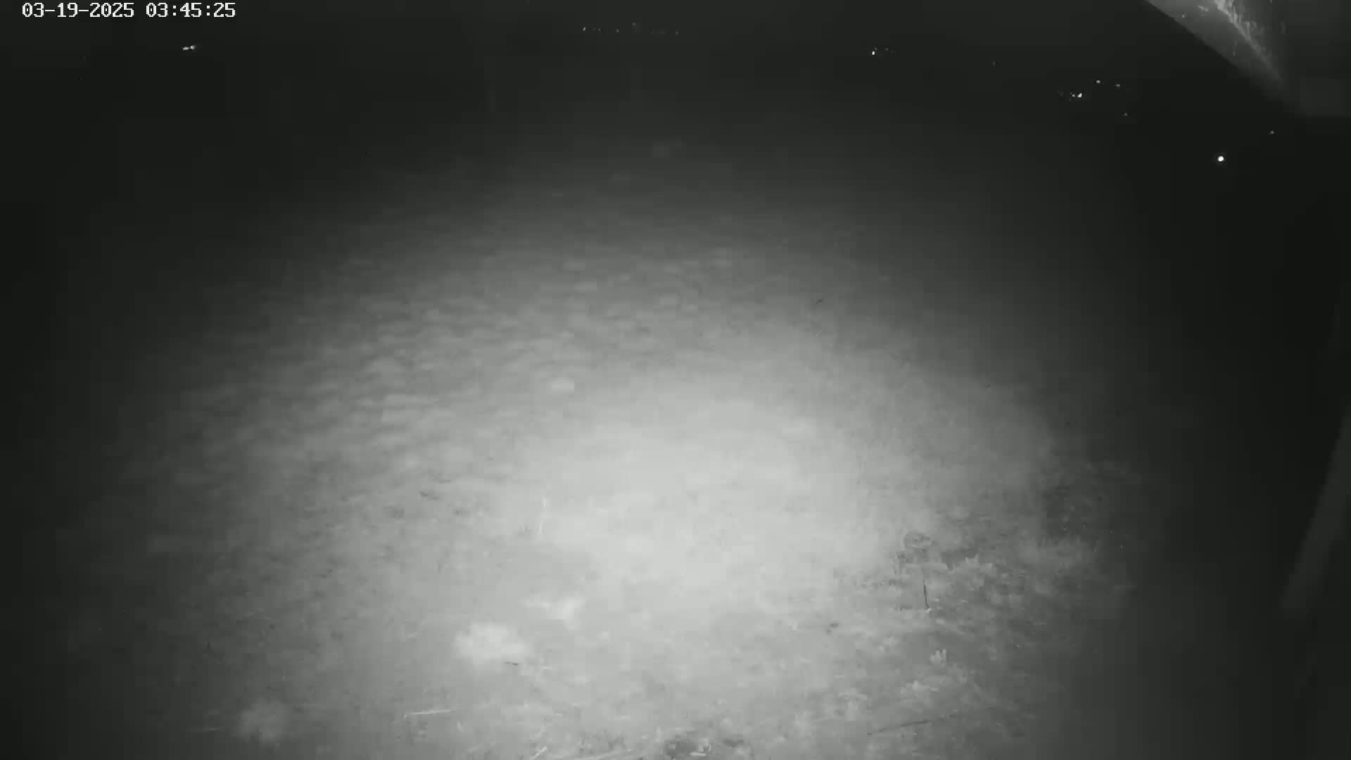 A nighttime, low-light image shows a ground covered in what appears to be dry grass or dirt.