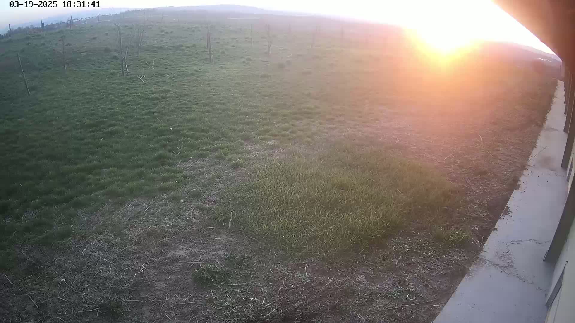 A grassy field with patches of bare ground is visible at sunset, next to a concrete surface.