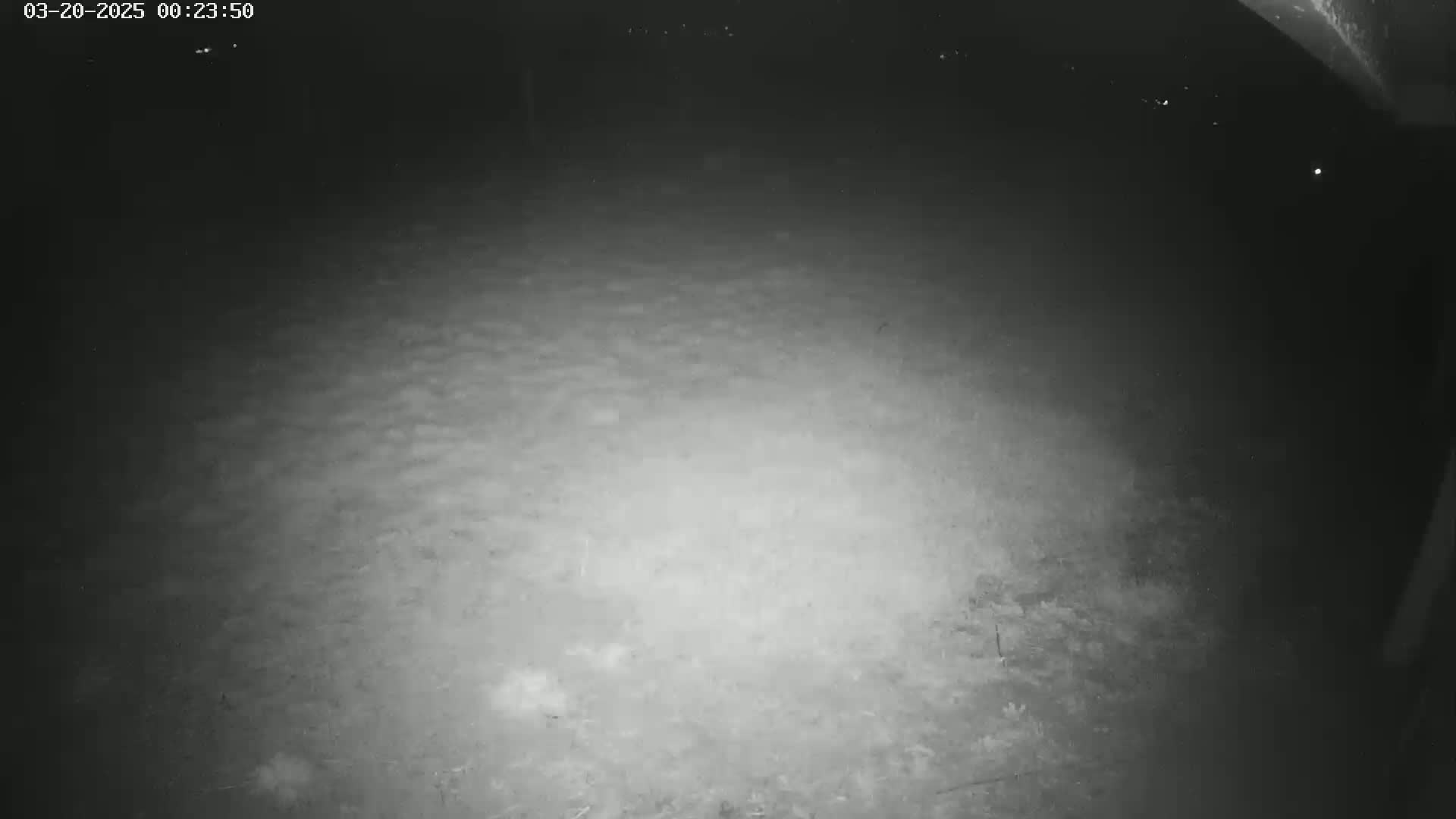 A nighttime, low-light image shows a dark, uneven ground possibly covered in low vegetation.