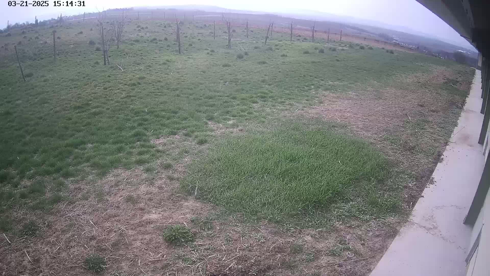 A mostly overcast view of a patchy lawn next to a building, with a few bare trees in the distance.