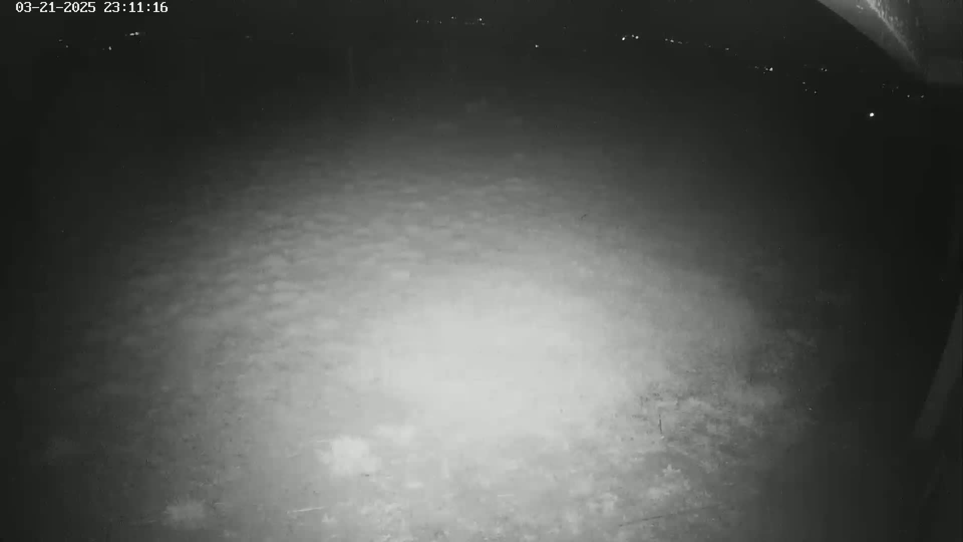 A nighttime, low-light image shows a dark, textured ground with distant, faint lights visible in the background.