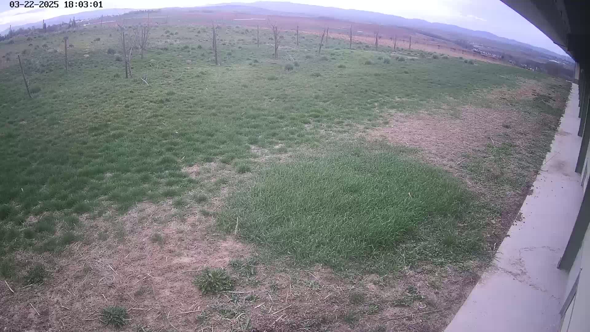 An overcast day reveals a patchy lawn of varying grass heights next to a concrete walkway, with a distant view of mountains.
