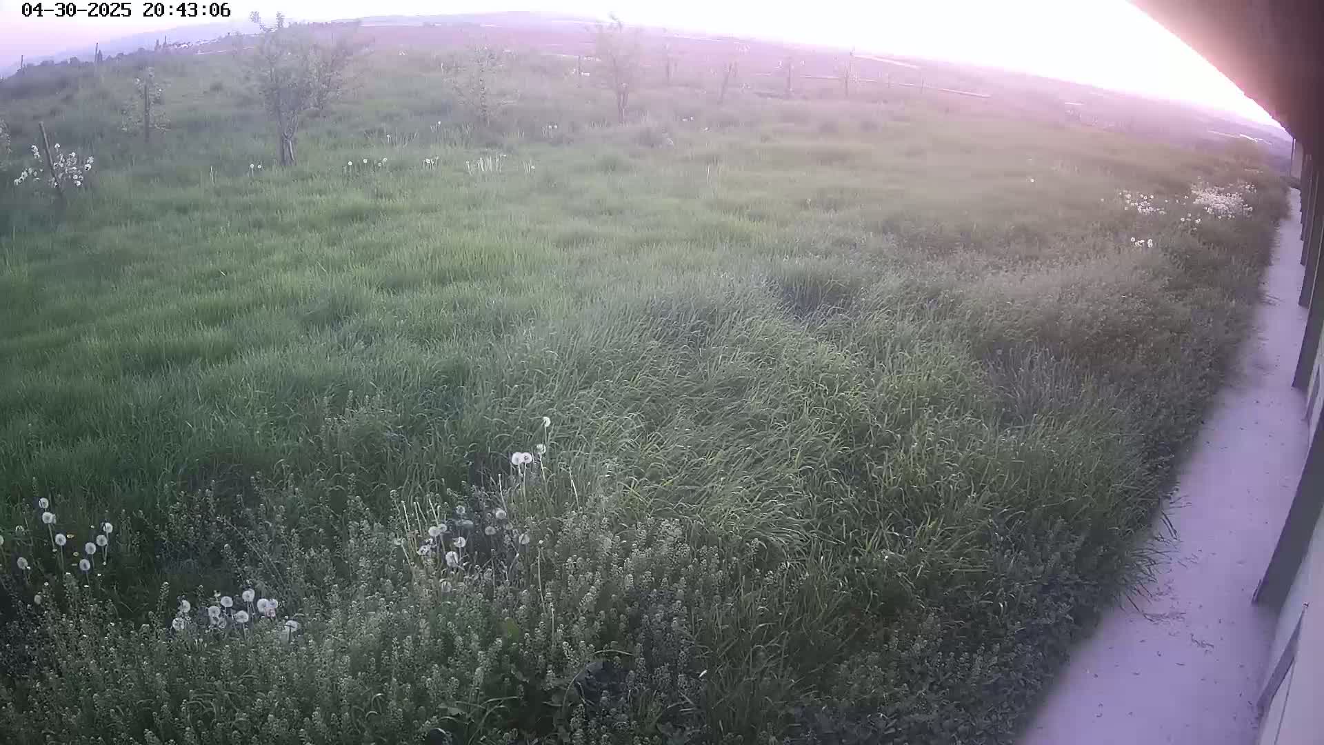 A grassy field with dandelions and a few small trees is visible at dusk, next to a paved area.