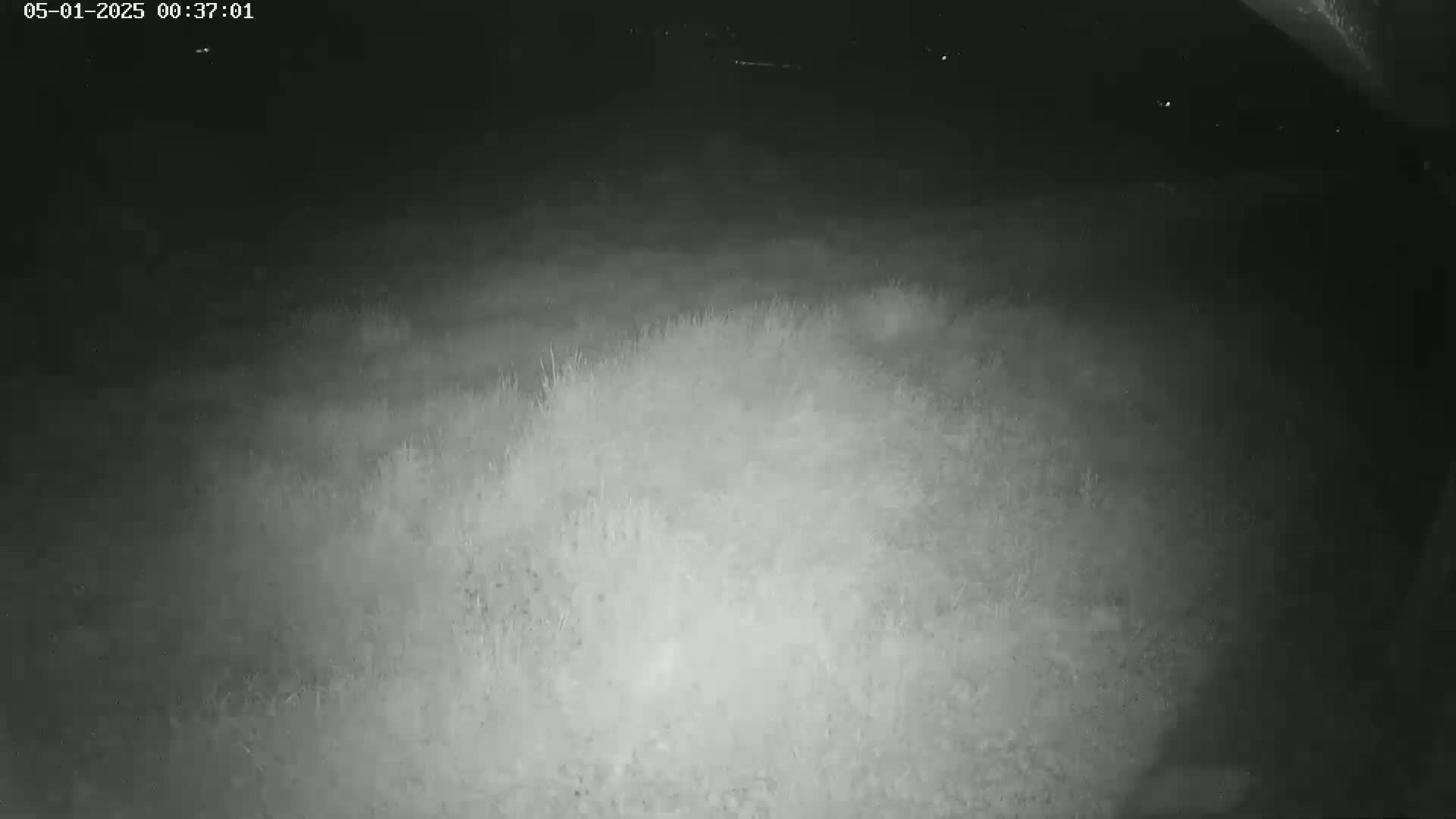 A nighttime, low-light image shows a patch of low-lying vegetation in a dark, outdoor setting.