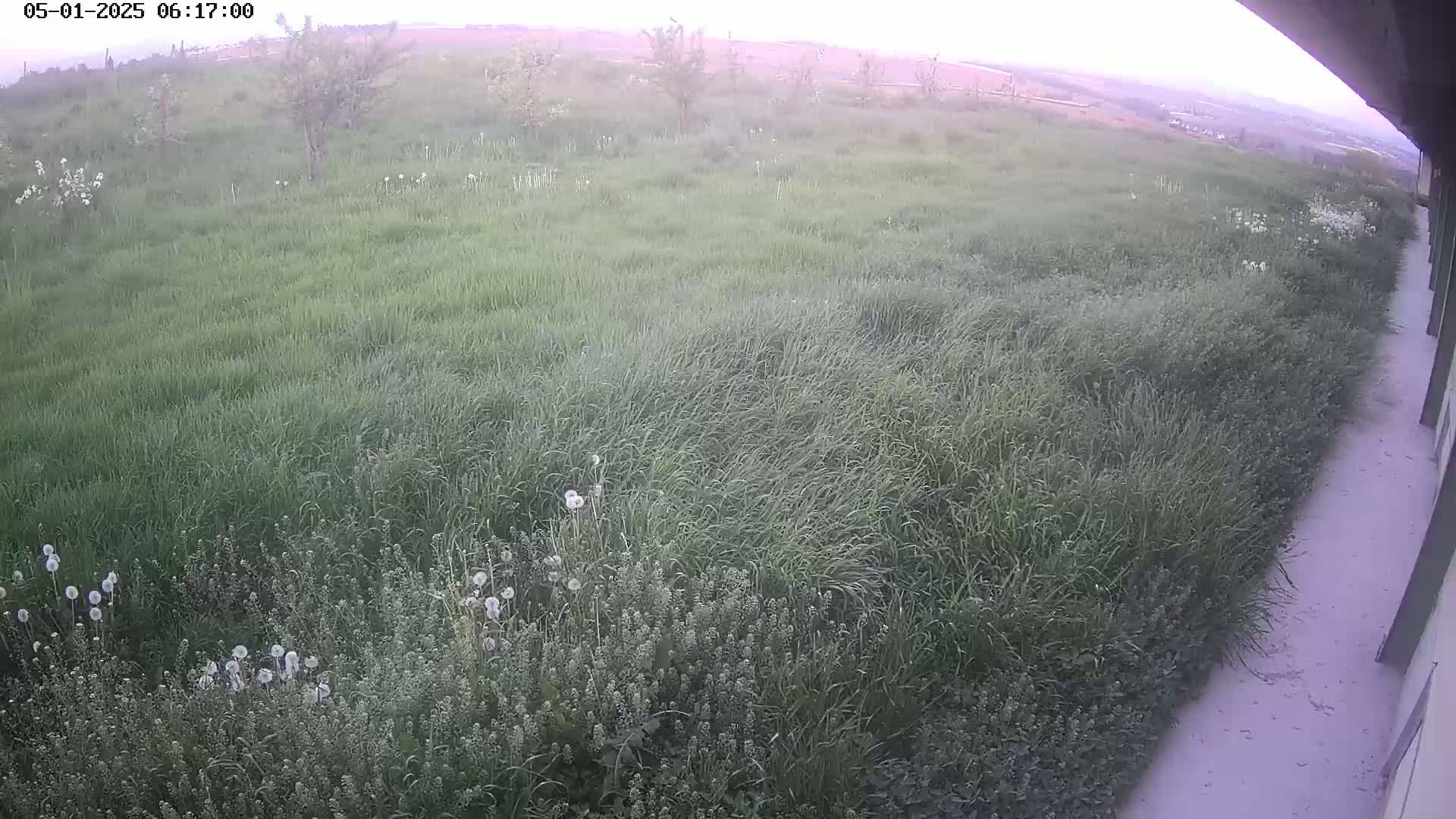 A long expanse of tall grass with some dandelions and small flowering plants next to a concrete path under a slightly overcast sky.