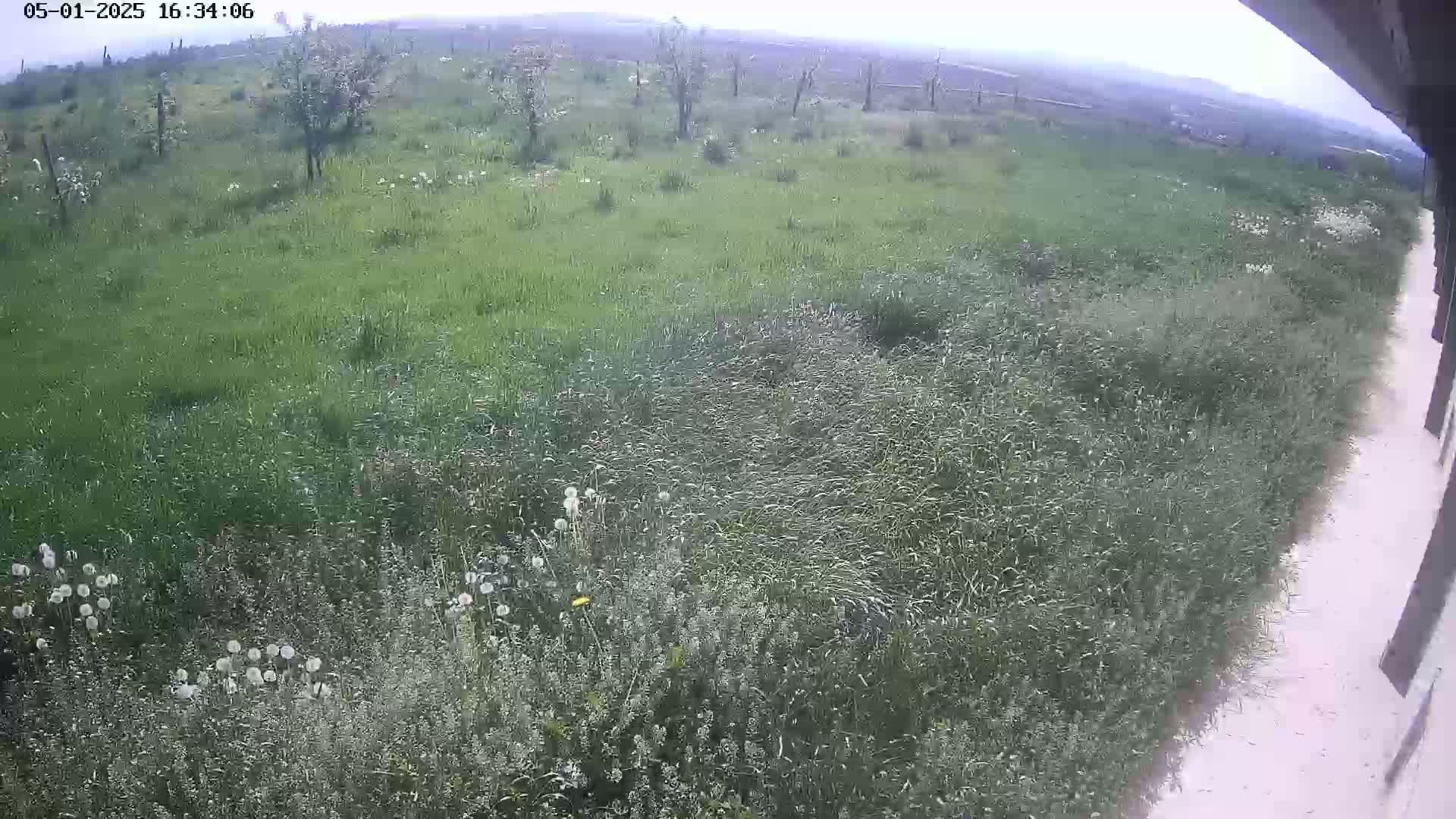 A grassy field with scattered wildflowers and small trees under an overcast sky is seen from a slightly elevated viewpoint next to a light-colored path.