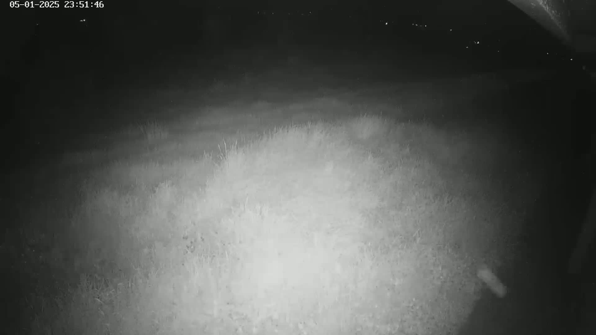 A nighttime, low-light image shows a patch of grass under a dark sky.
