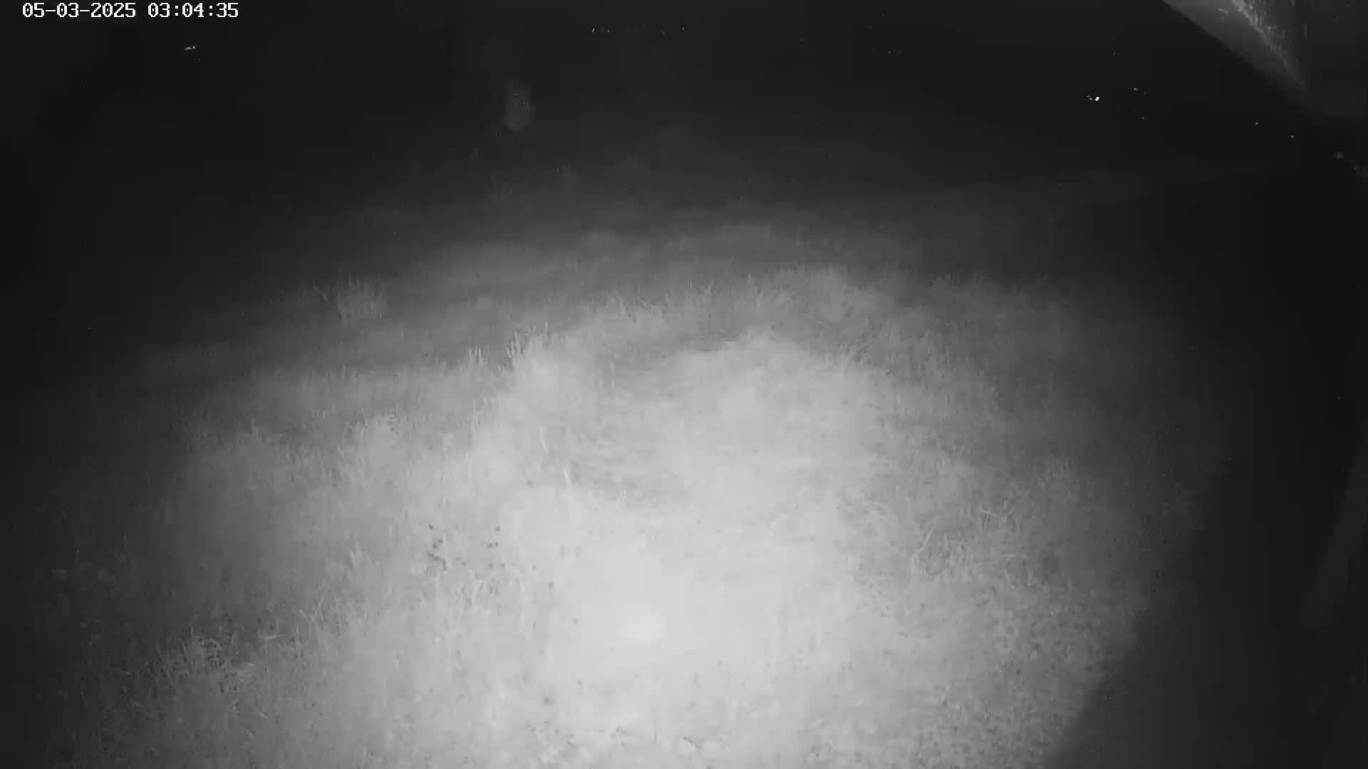 A nighttime, low-light image shows an expanse of overgrown grass.