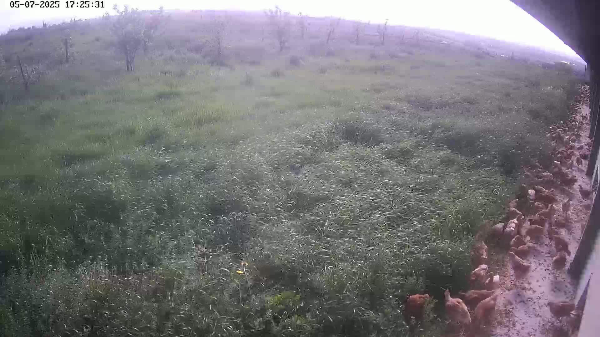 A flock of brown birds gathers near a tall grassy field under an overcast sky.