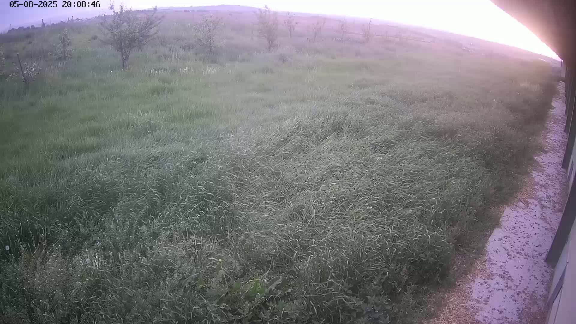 A field of tall grass sways gently in the evening light near a building's edge.