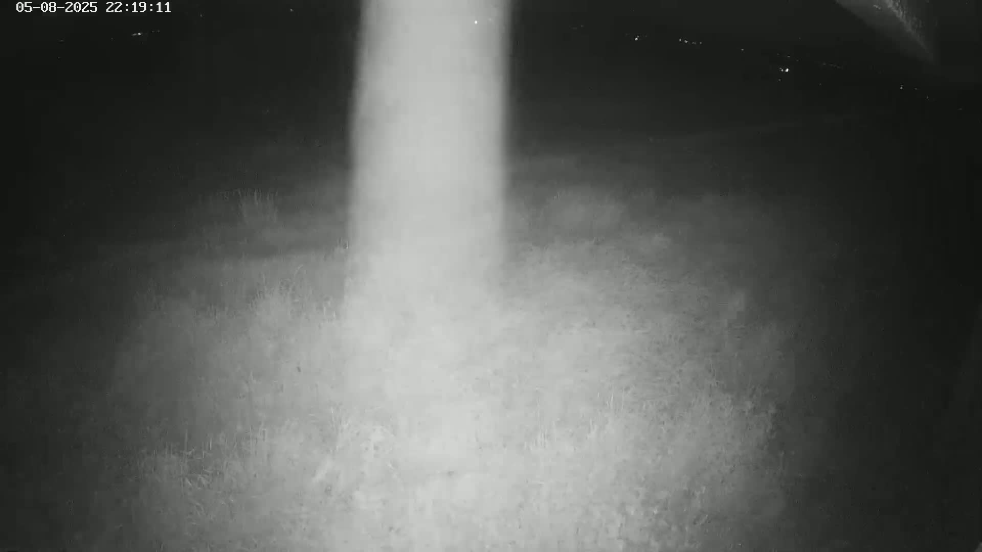 A nighttime, low-light image shows a bright vertical beam of light illuminating a patch of ground covered with sparse vegetation.
