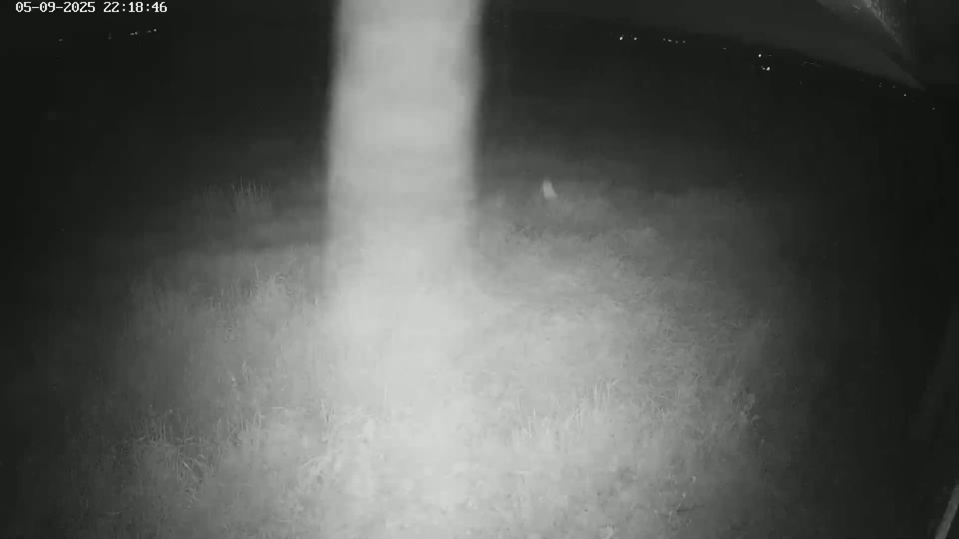 A nighttime, low-light image shows a grassy area illuminated by a bright vertical light source.