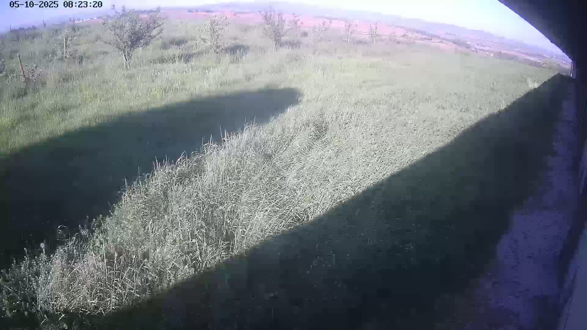 A long shadow stretches across a field of tall grass under a mostly clear sky.
