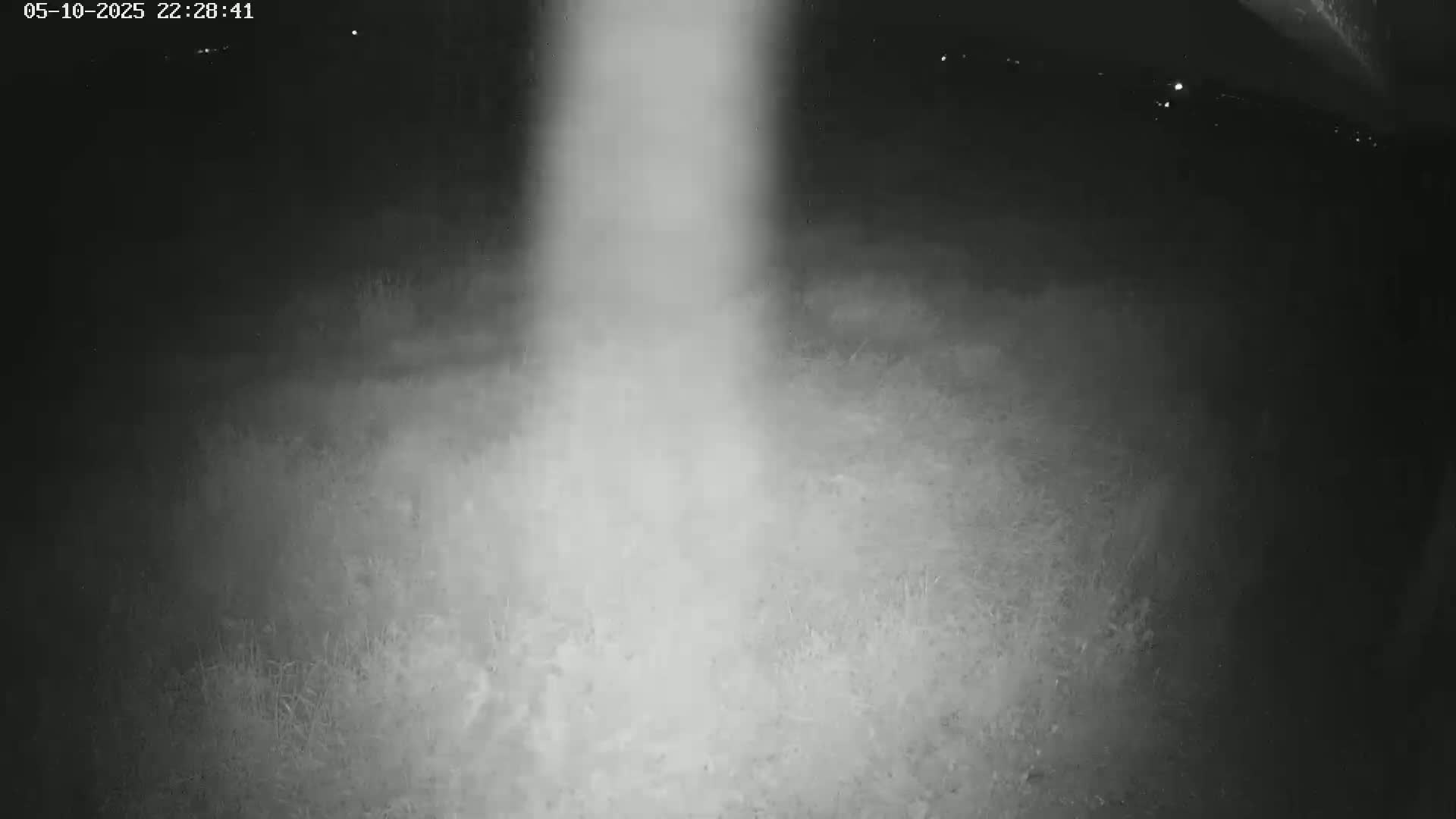A bright light illuminates a patch of ground covered in low vegetation at night.