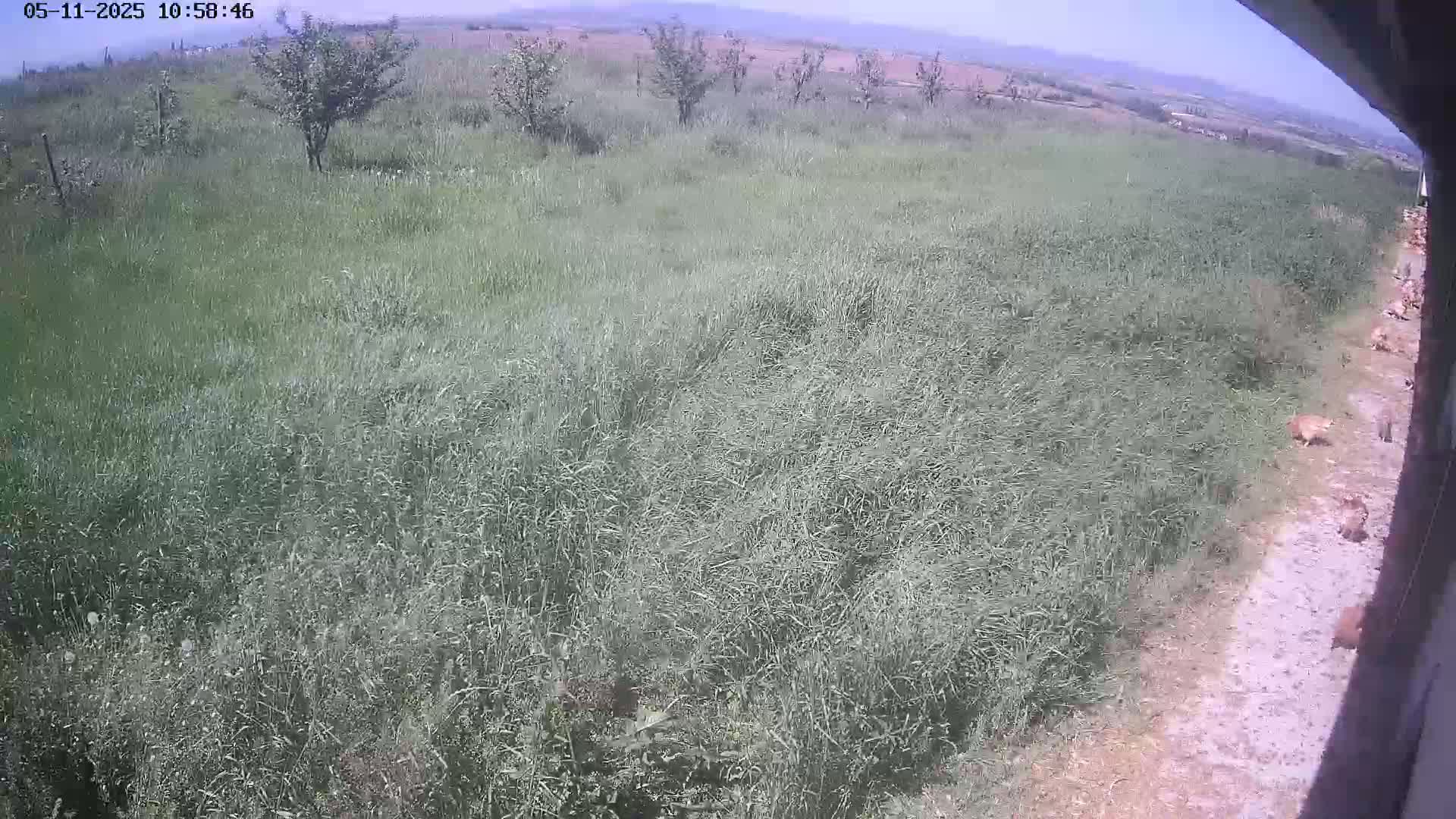 A large field of tall grass under a sunny sky has several small animals near a dirt path.