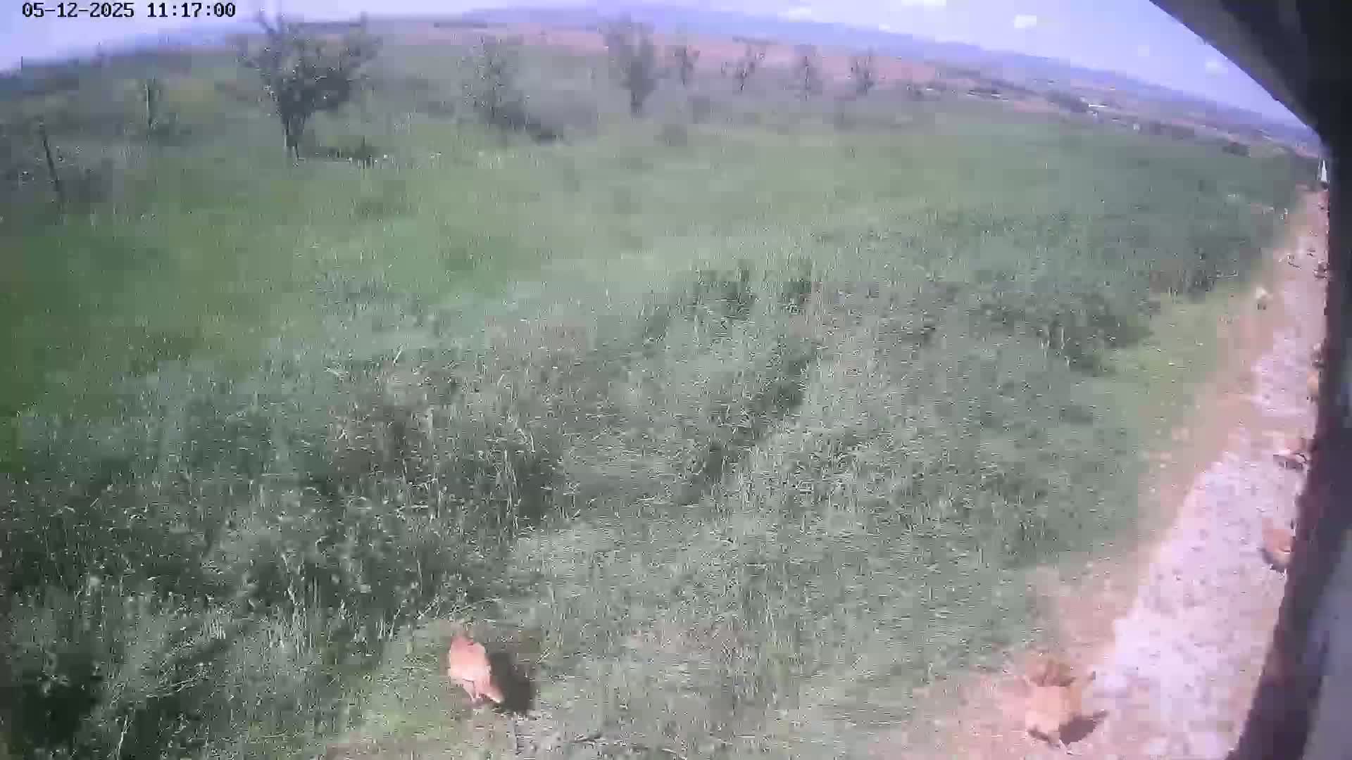 A high-angle, outdoor view on a partly sunny day shows several light brown animals in tall grass beside a dirt path.