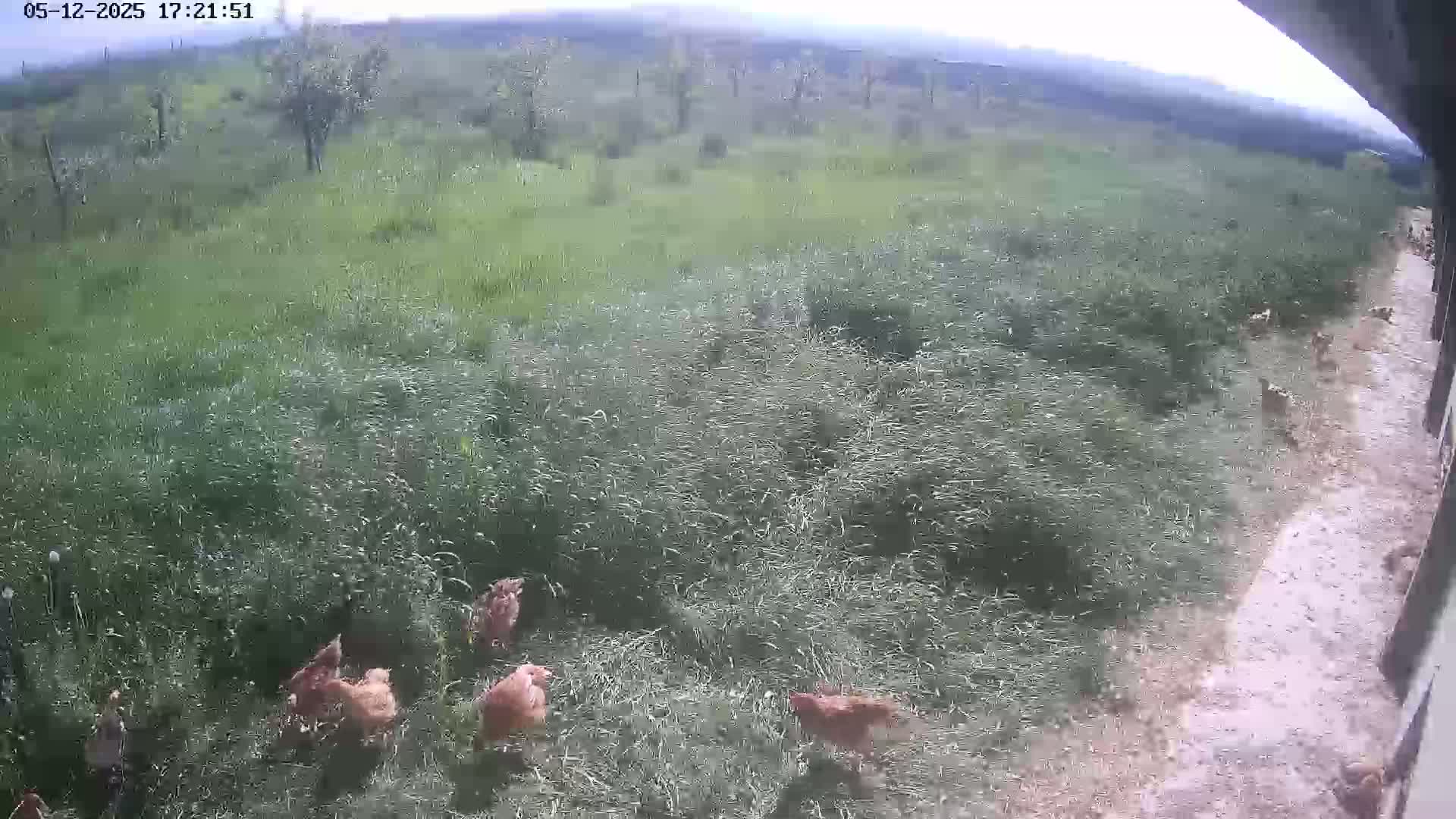 A flock of chickens foraging in tall grass under a mostly cloudy sky.