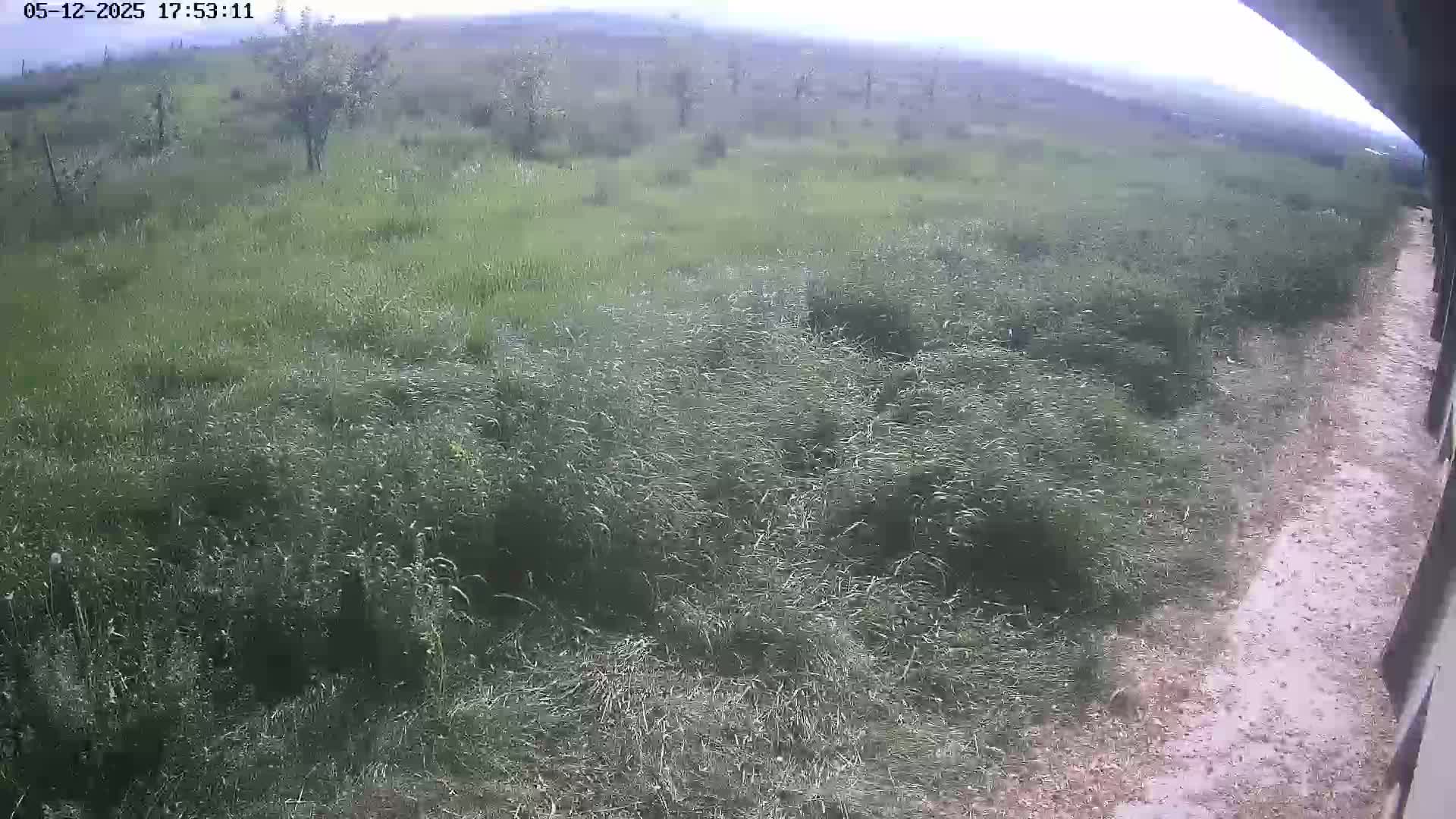 A wide expanse of tall grass sways gently in a light breeze under an overcast sky, next to a dirt path and a few small trees.
