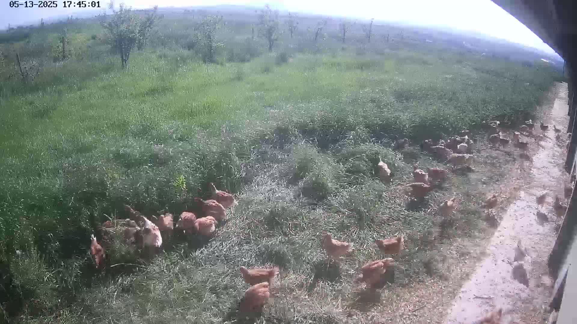A flock of brown chickens forages in a grassy field on a partly sunny day.