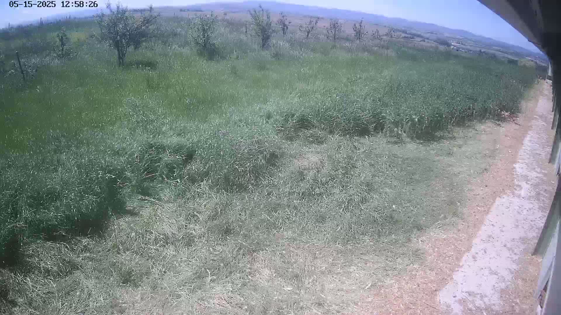 A grassy field with some small trees under a sunny sky stretches toward distant hills.