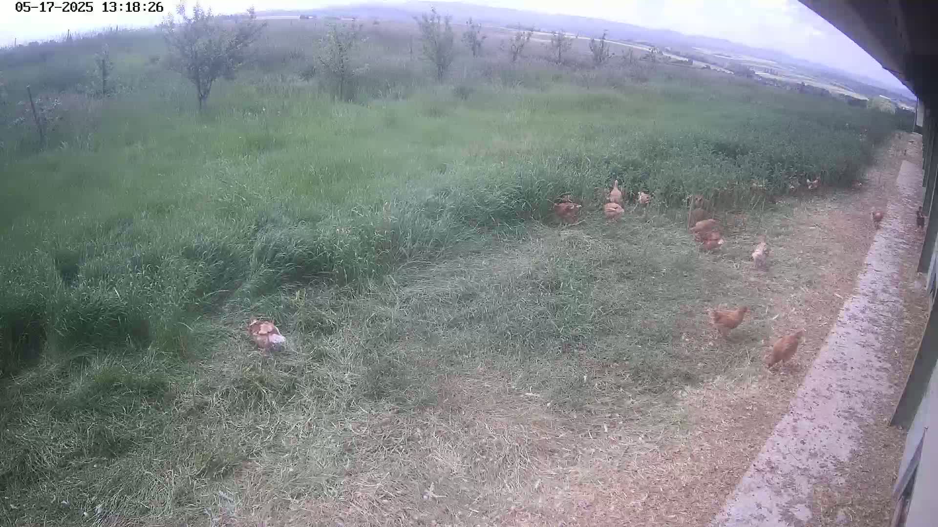 A flock of light brown chickens are foraging in a tall-grass field on an overcast day.