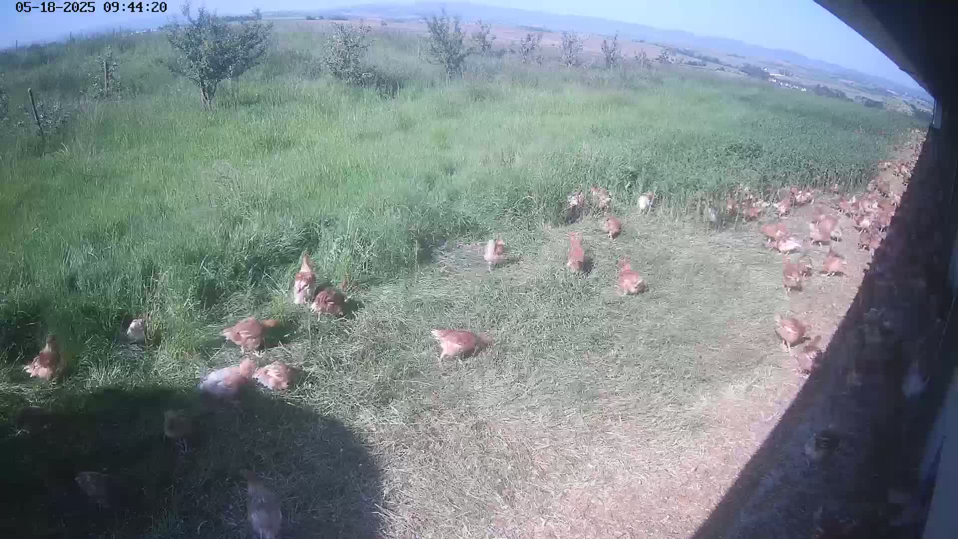 A flock of brown chickens are foraging in a grassy field on a sunny day.