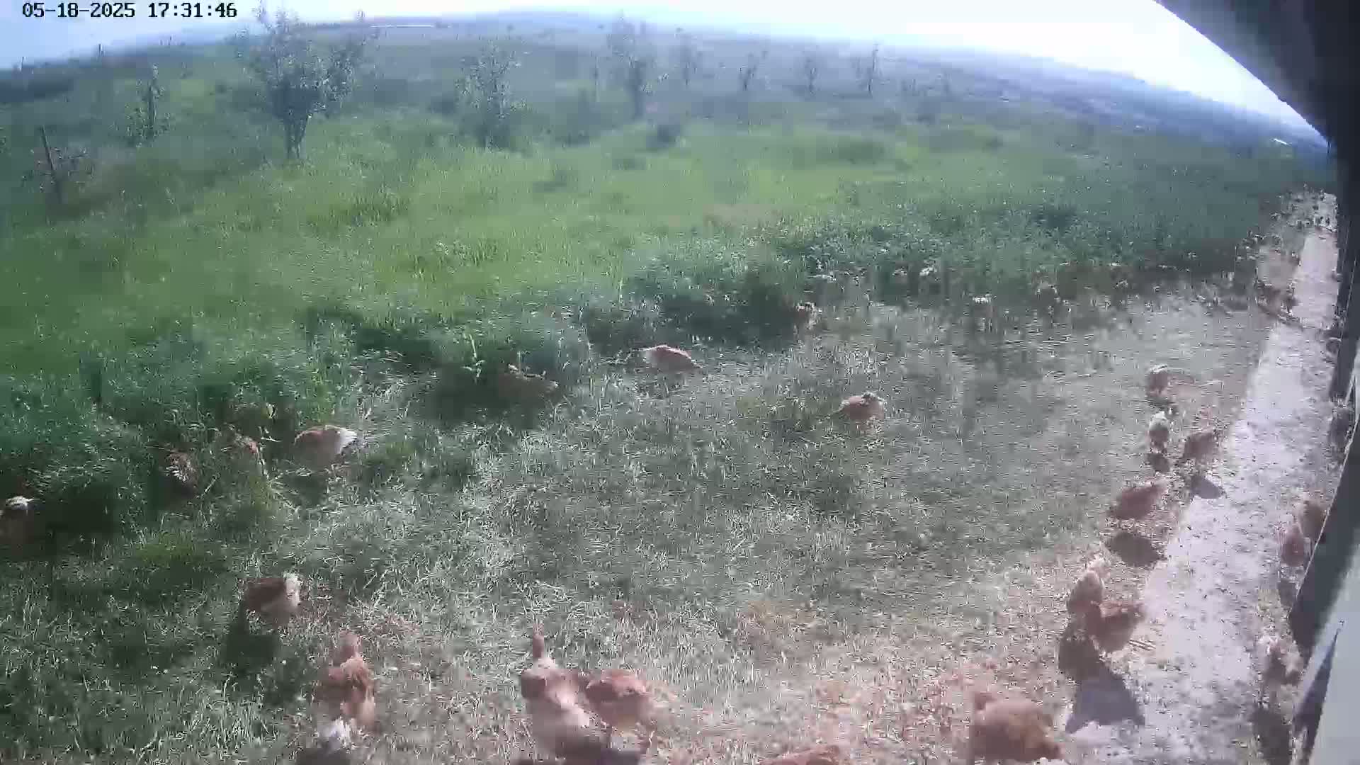 A flock of brown chickens are foraging in a grassy field under a partly cloudy sky.