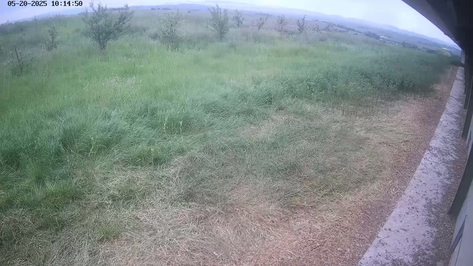 A grassy field with some taller, greener grass and some shorter, drier grass next to a concrete walkway on an overcast day.