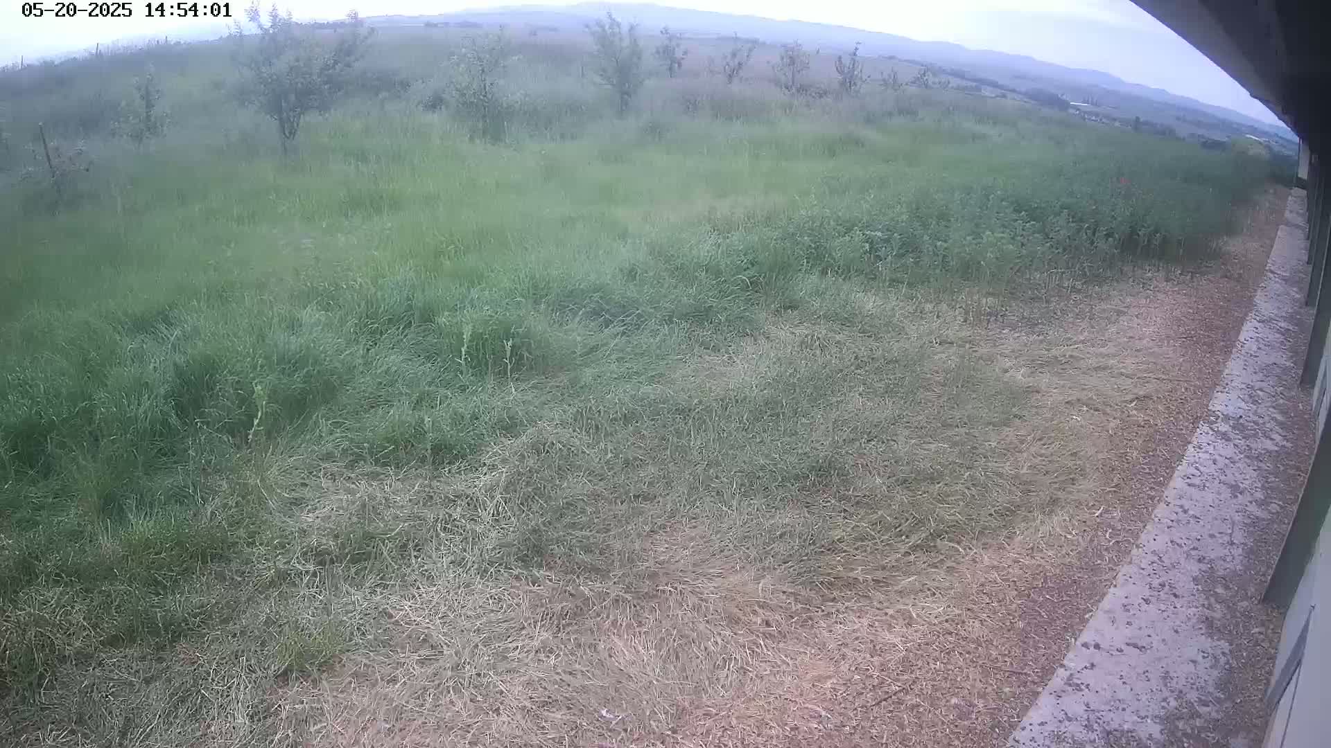 A grassy field with some patches of cut grass next to a concrete surface under an overcast sky.