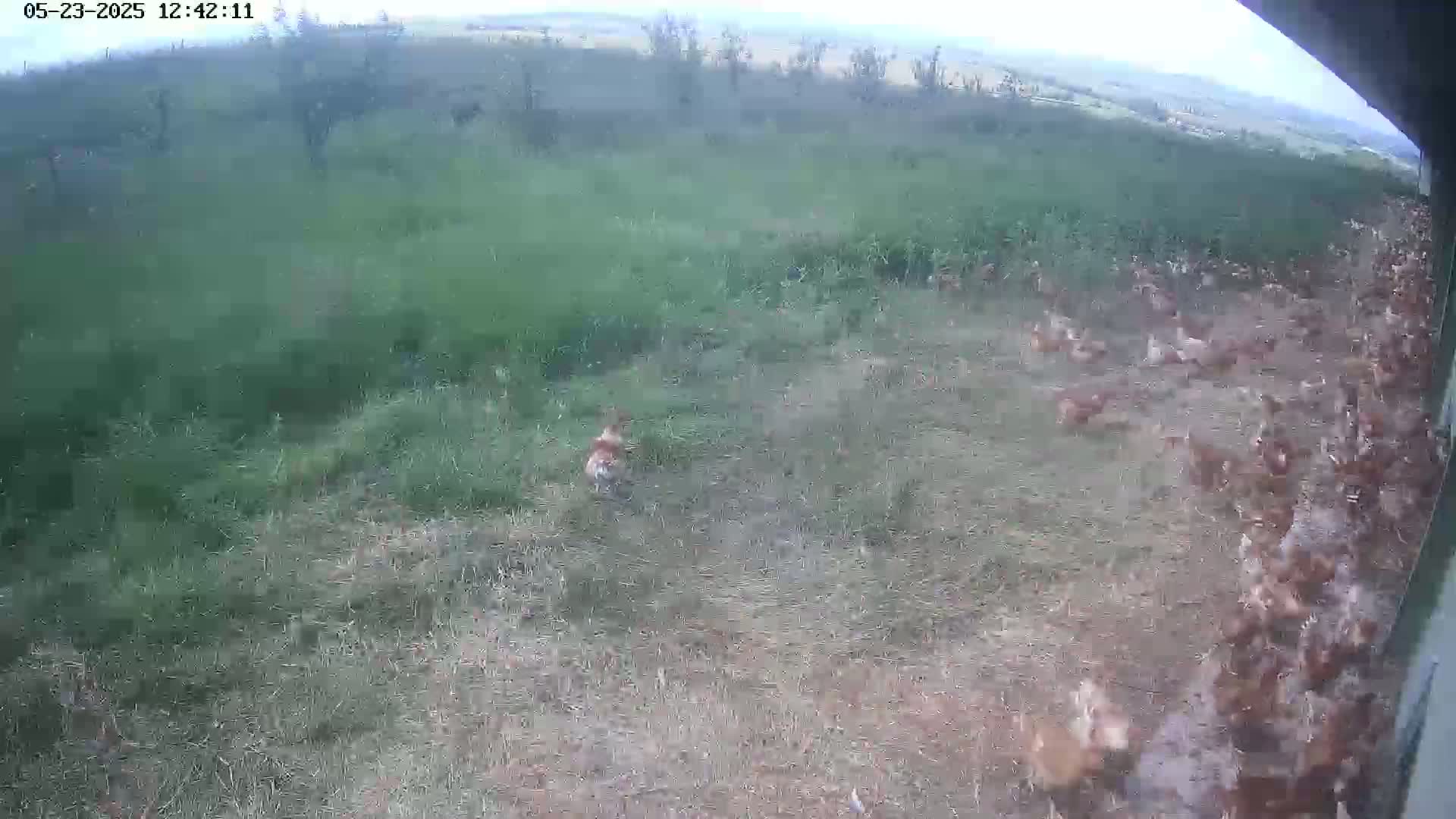 A large flock of light brown chickens runs across a grassy field on an overcast day.
