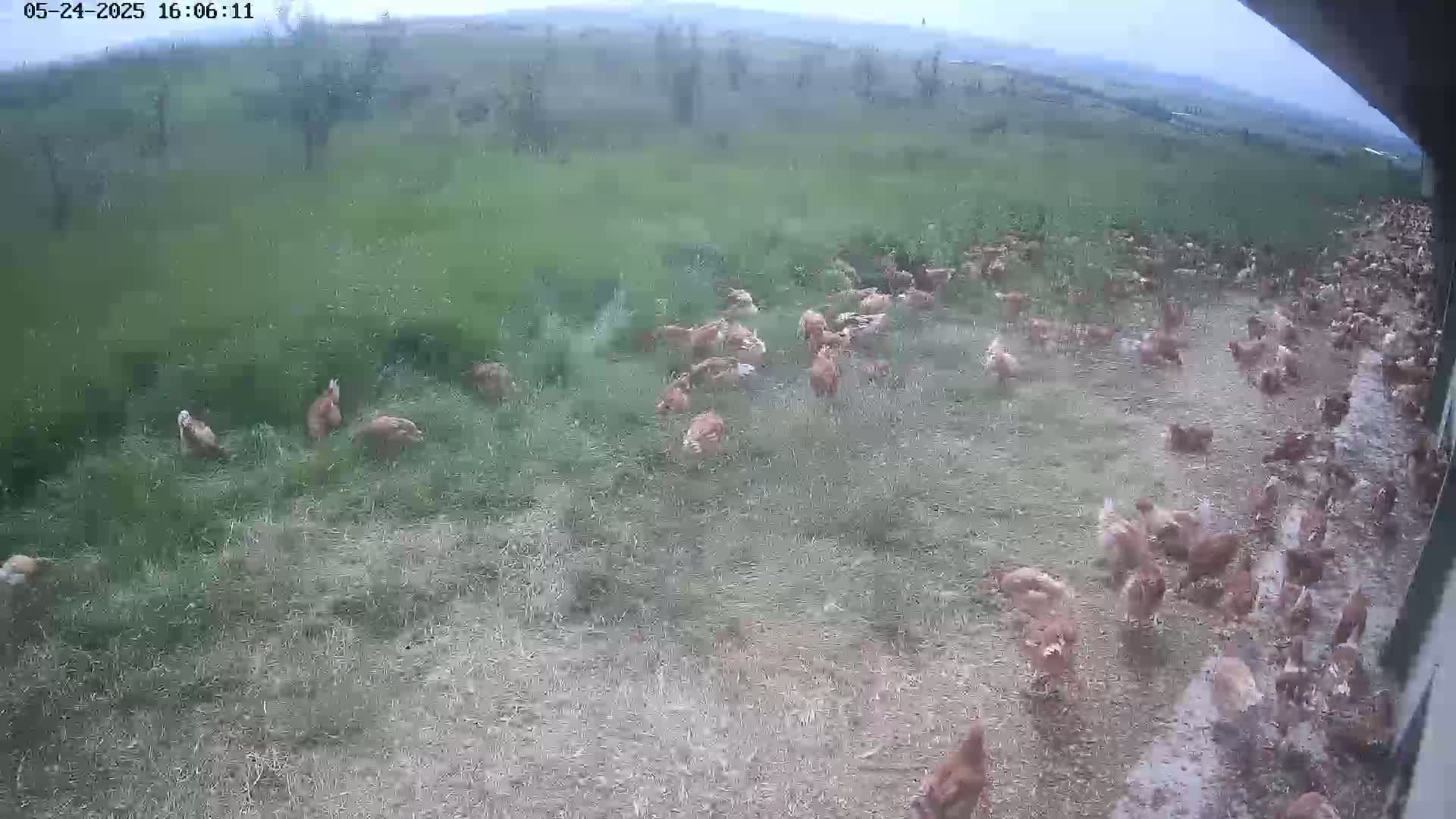A large flock of light brown chickens is foraging in a grassy field on an overcast day.