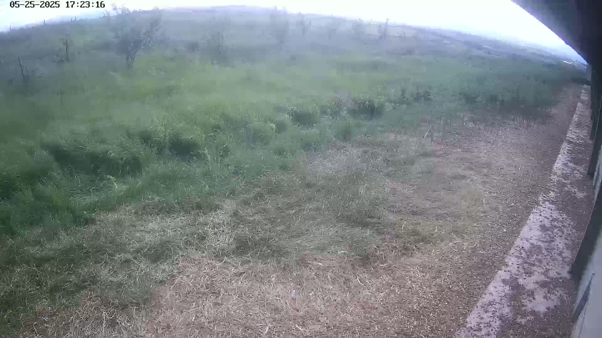A mostly grassy area with some cut grass and a concrete surface, viewed from a slightly elevated angle under an overcast sky.