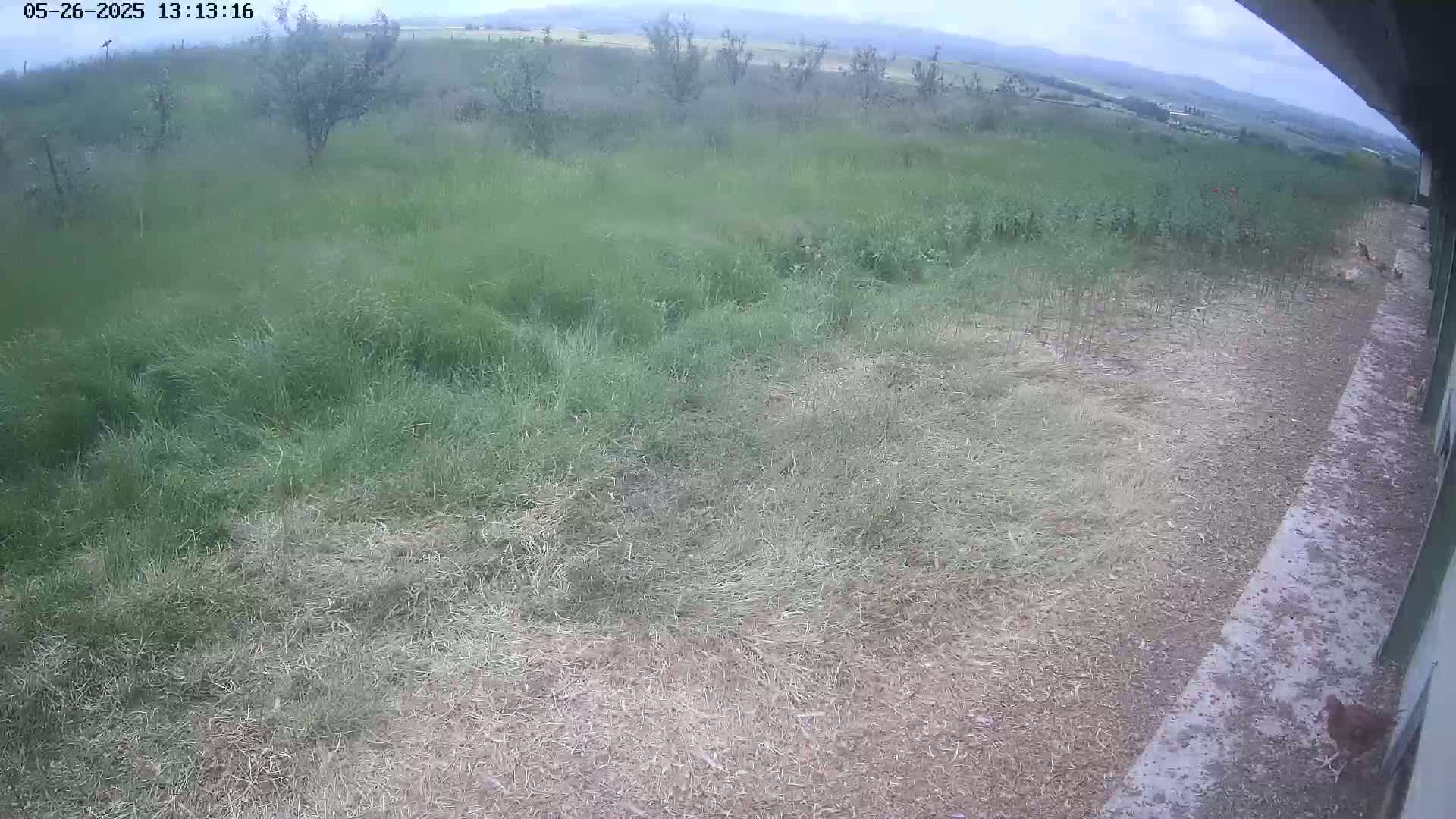 A mostly overcast day reveals a grassy field with some cut grass, a few small trees, and several chickens near a building.