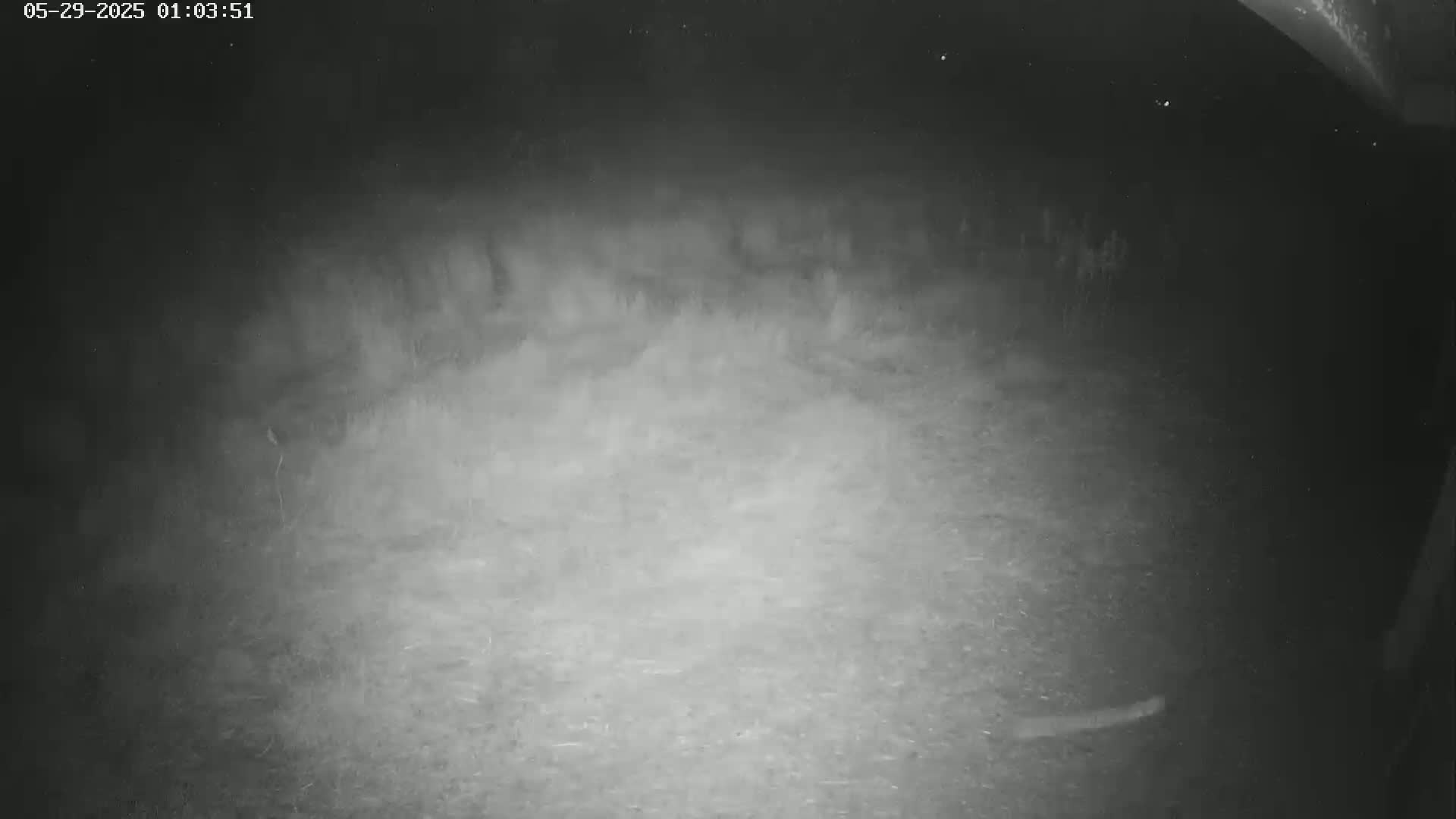 A nighttime, low-light image shows a dark, grassy area under a dark sky.