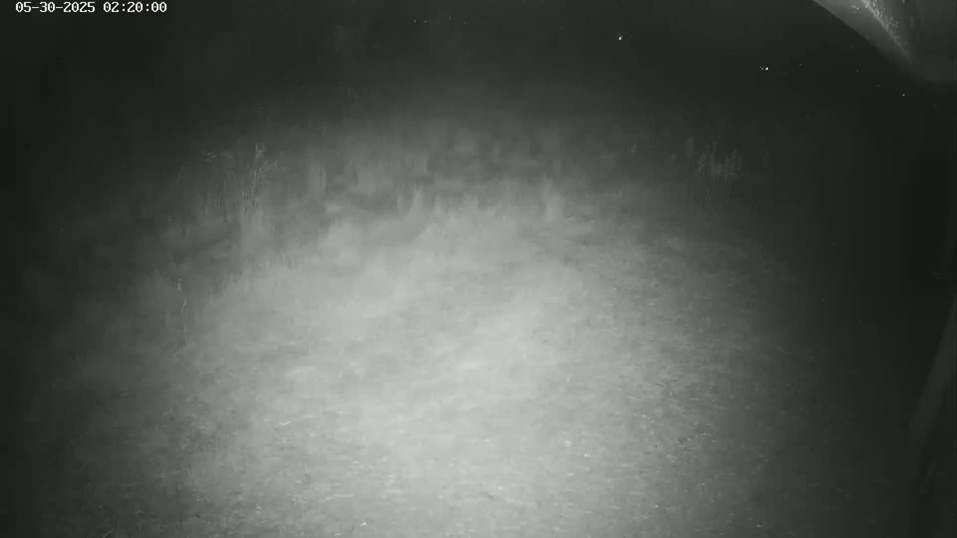 A grainy, nighttime image shows an indistinct, dimly lit area of ground covered with vegetation.