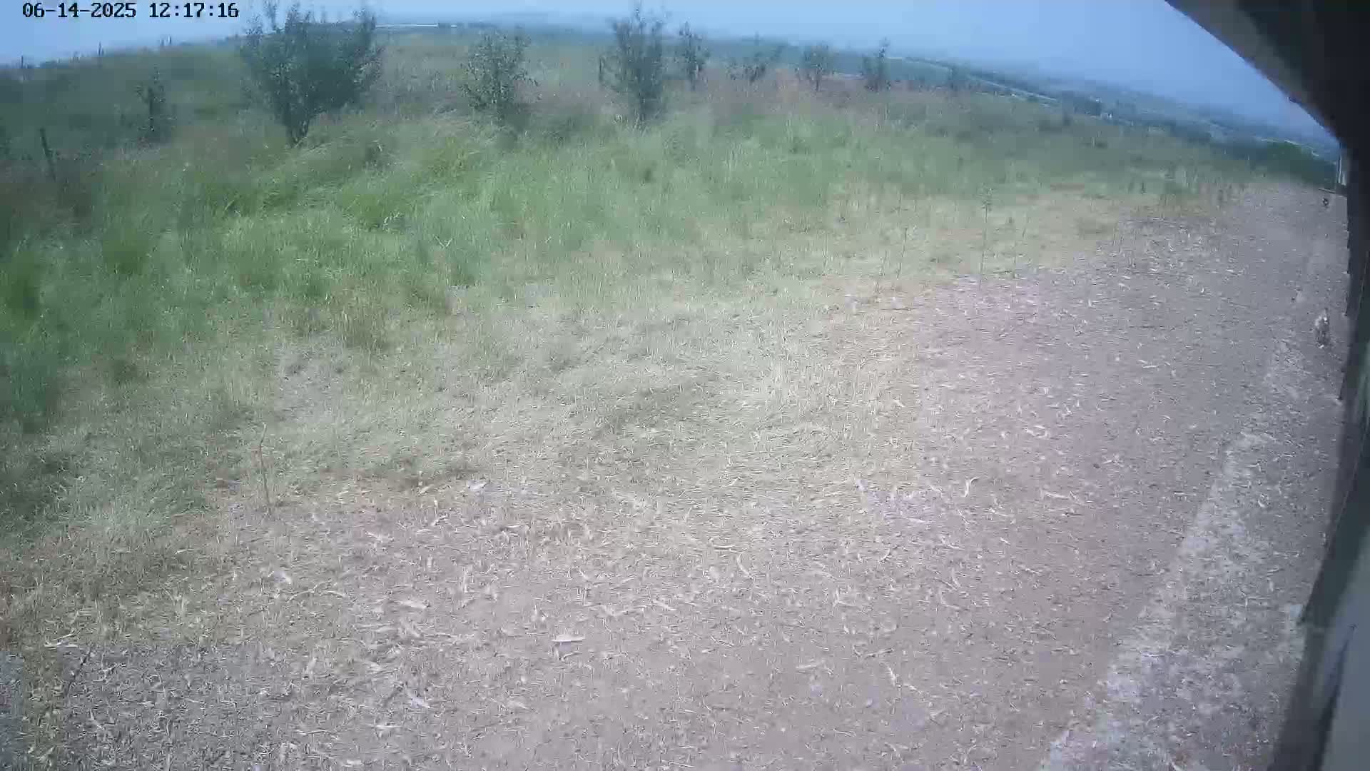 A dirt path leads through a field of tall grass under an overcast sky.