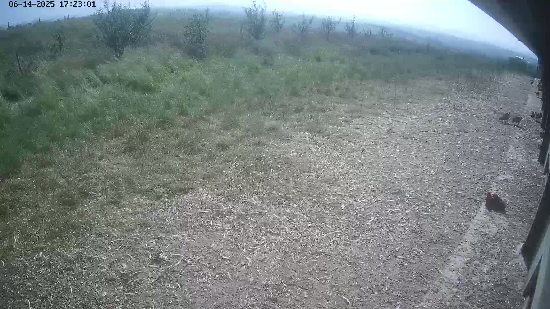 A mostly clear day reveals a gravel area and overgrown grass with some small trees in the background.