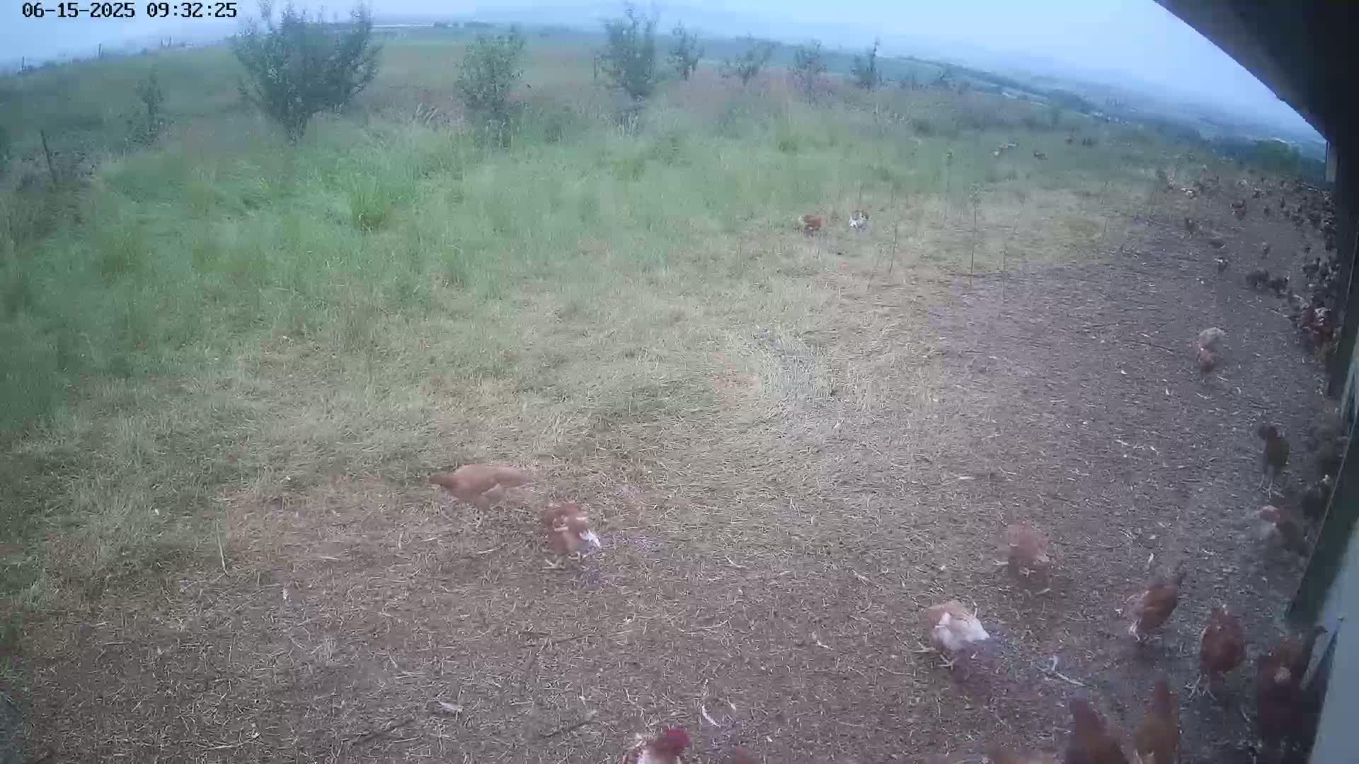 A flock of chickens are scattered across a dirt yard next to a grassy field under an overcast sky.