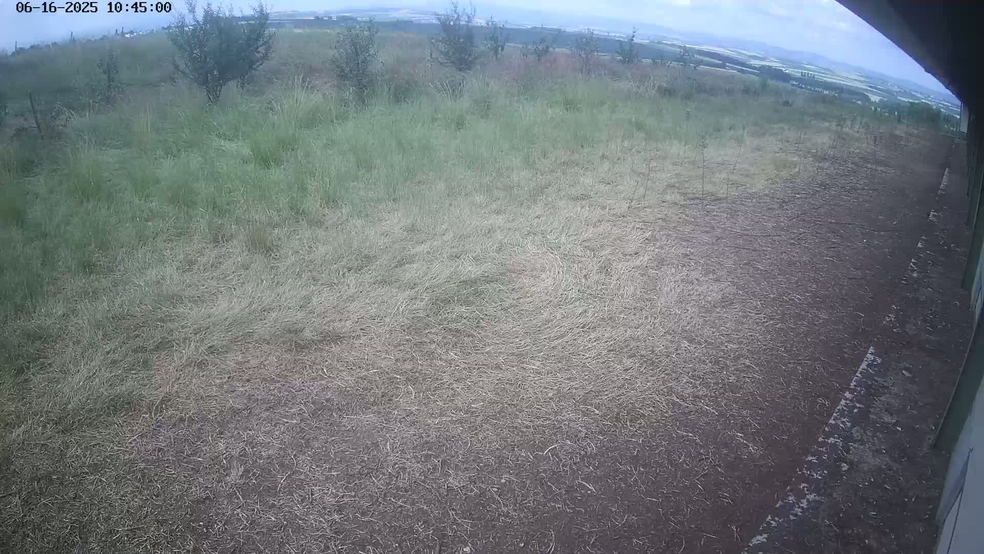 A mostly overcast sky looks down on a sparsely vegetated field with patches of tall grass and short, dry grass, some small trees, and a distant view of rolling hills.