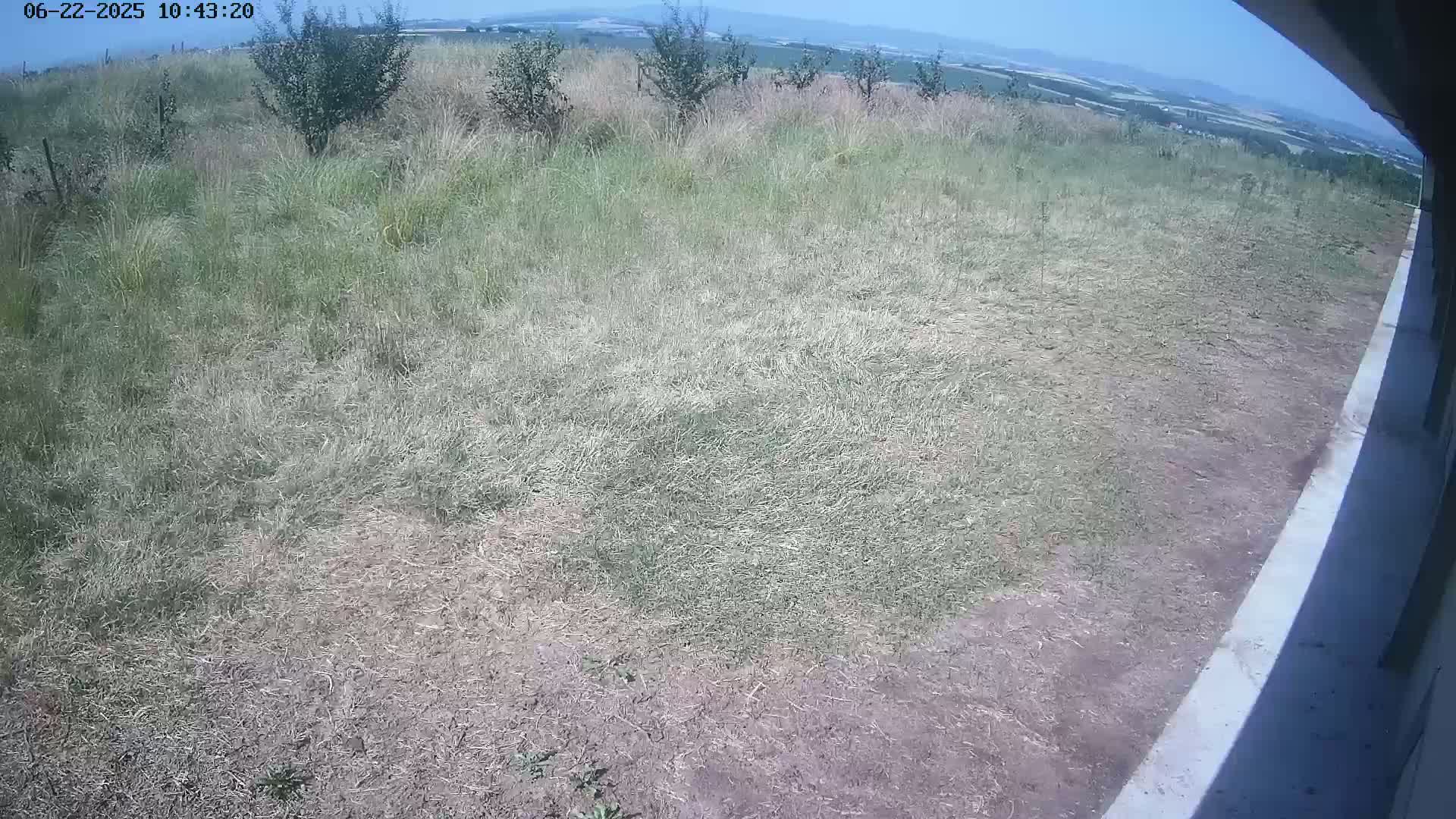 A mostly dry, patchy lawn next to a concrete edge, with taller grasses and small trees visible in the background under a clear blue sky.