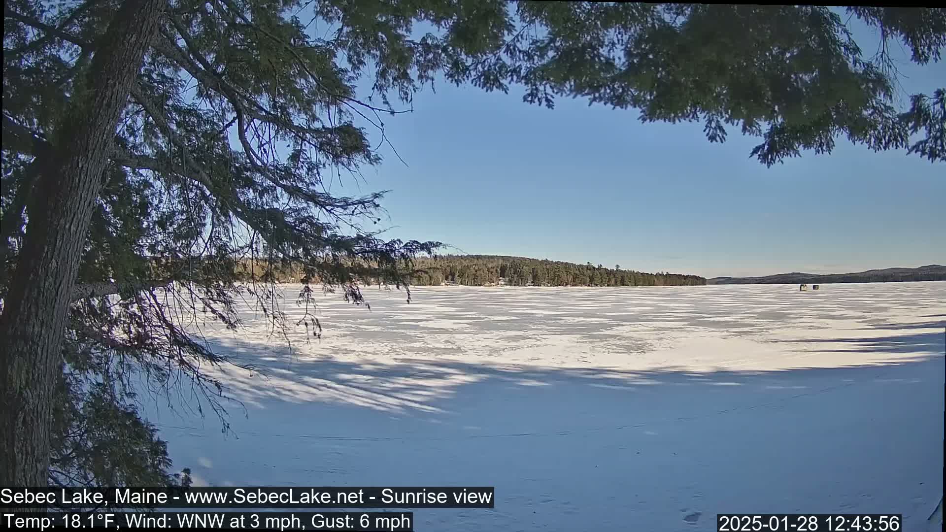 A frozen lake stretches to a distant tree line under a clear blue sky, partially viewed through the branches of a coniferous tree.