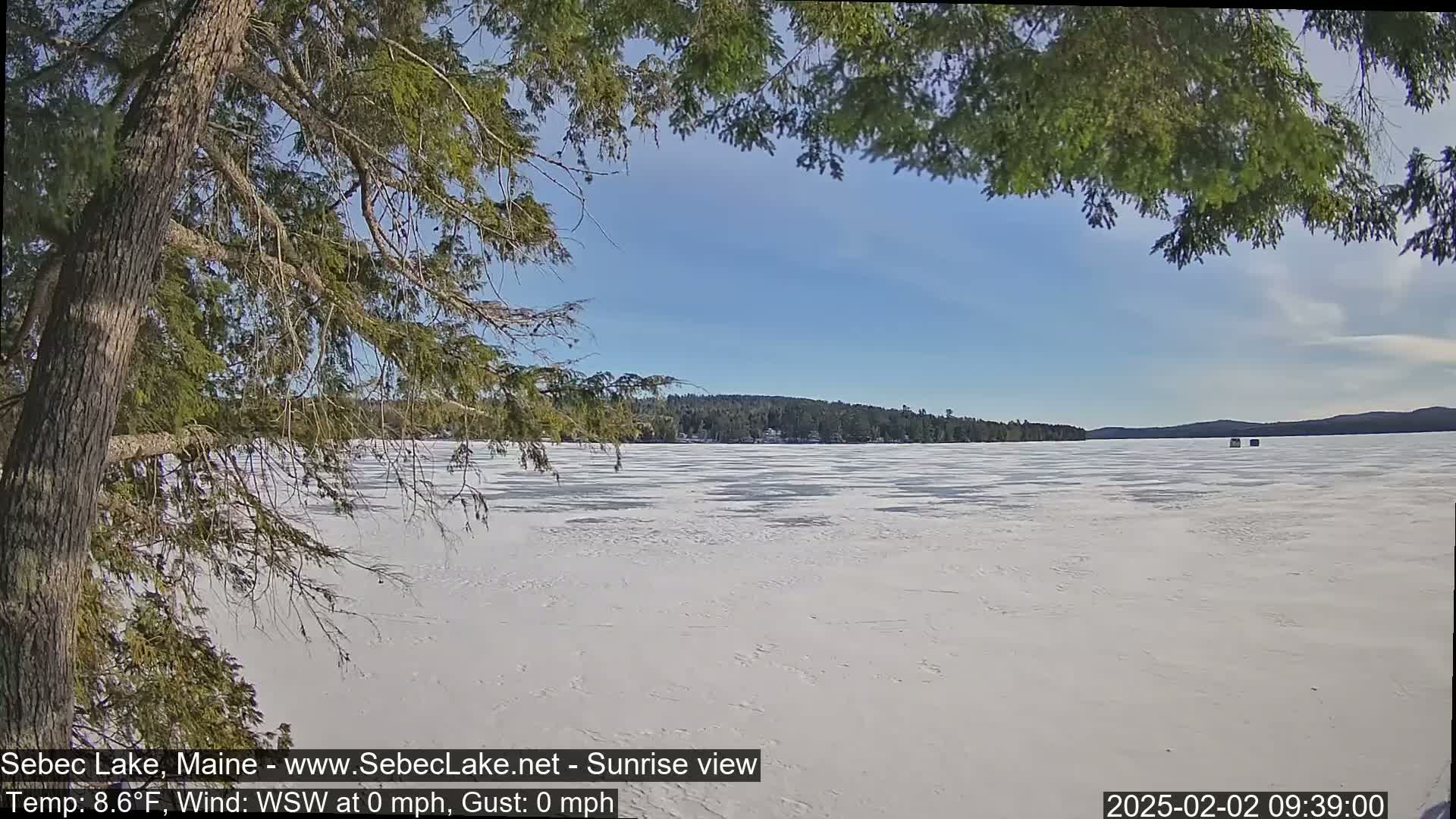A frozen lake stretches to a wooded shoreline under a clear blue sky, viewed from behind the branches of a coniferous tree.