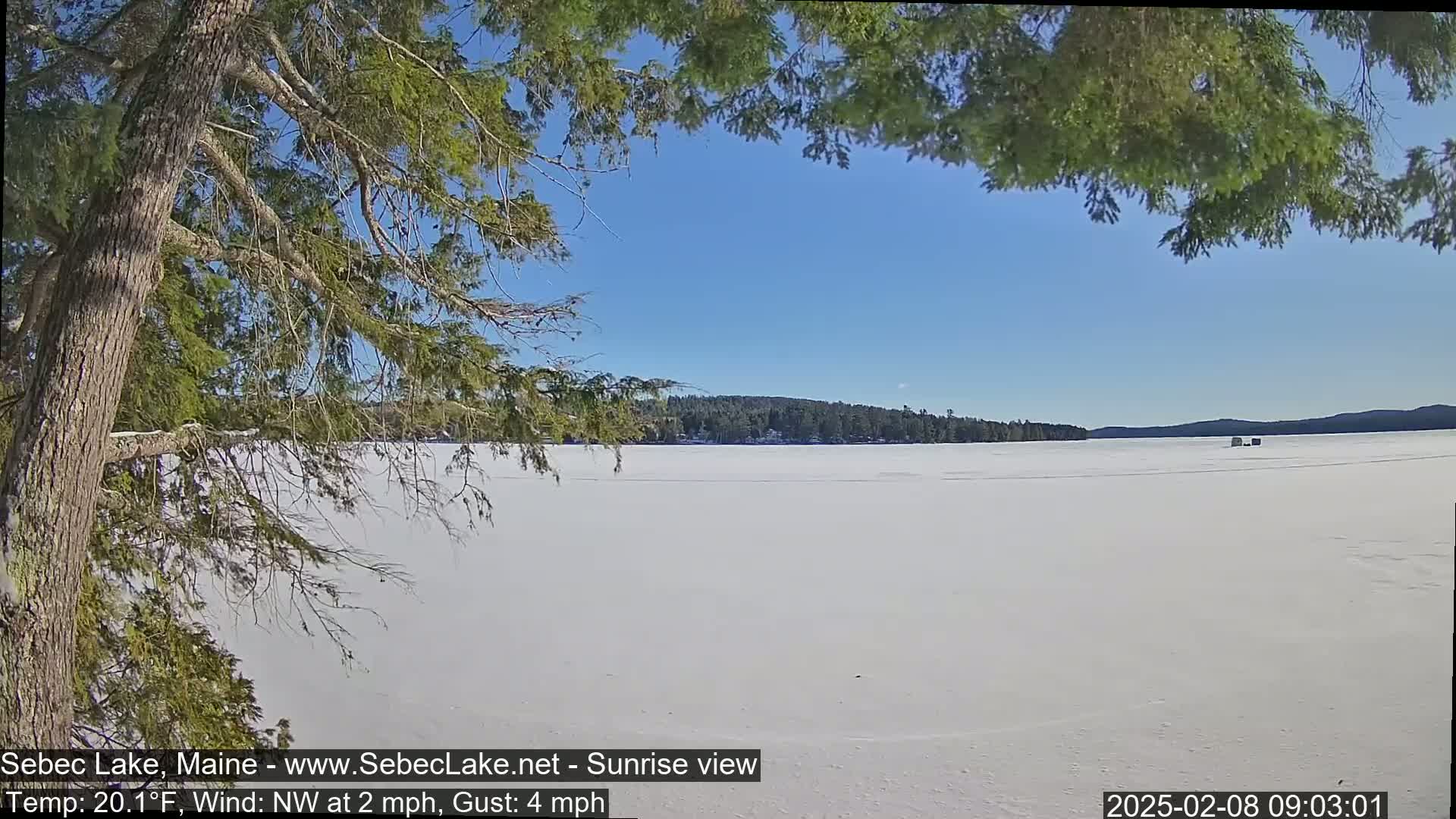 A snow-covered frozen lake stretches to a treeline under a clear blue sky, partially obscured by the branches of a pine tree in the foreground.