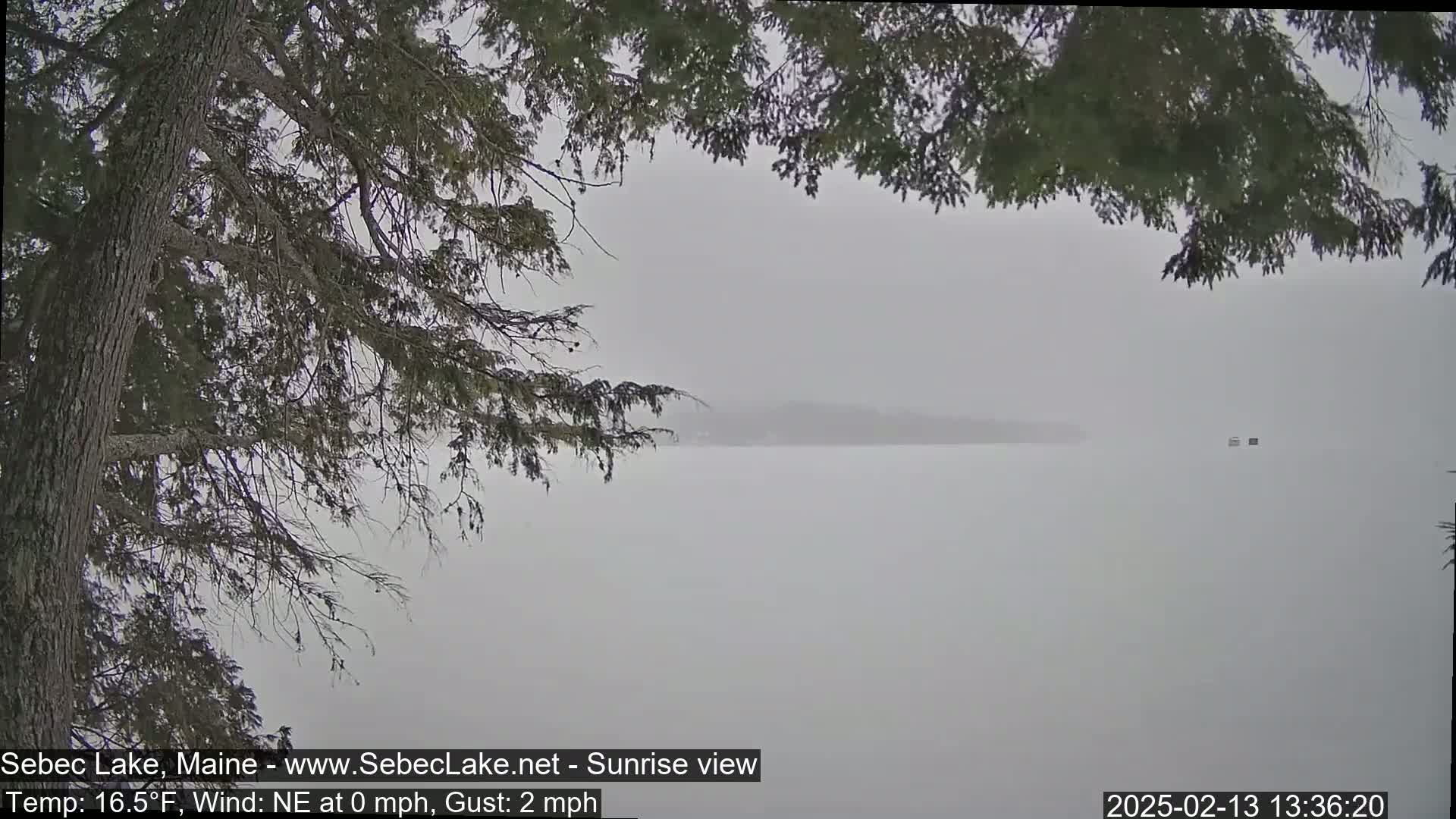 A snowy, hazy view of a lake and distant land, seen through the branches of a coniferous tree.