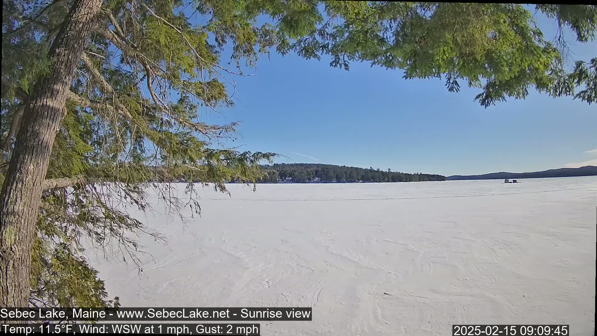A frozen lake under a clear blue sky is viewed from behind a snow-covered evergreen tree.